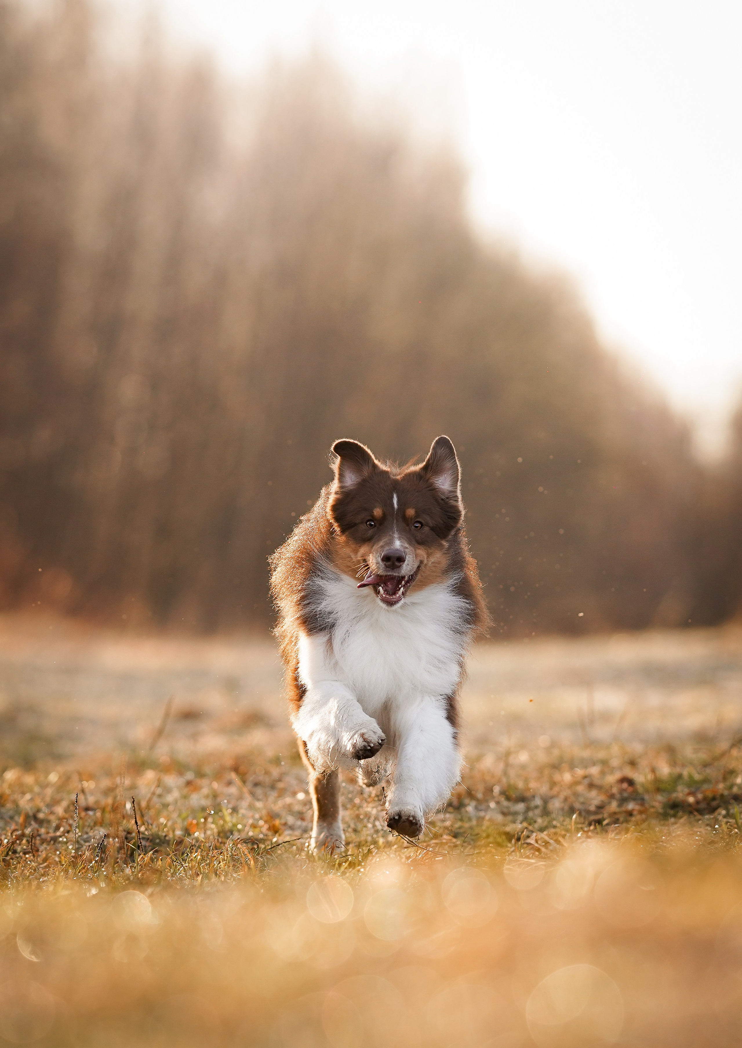 Кристина Рокки и Валькирия. Фотограф-анималист в Санкт-Петербурге Яна Мартынова