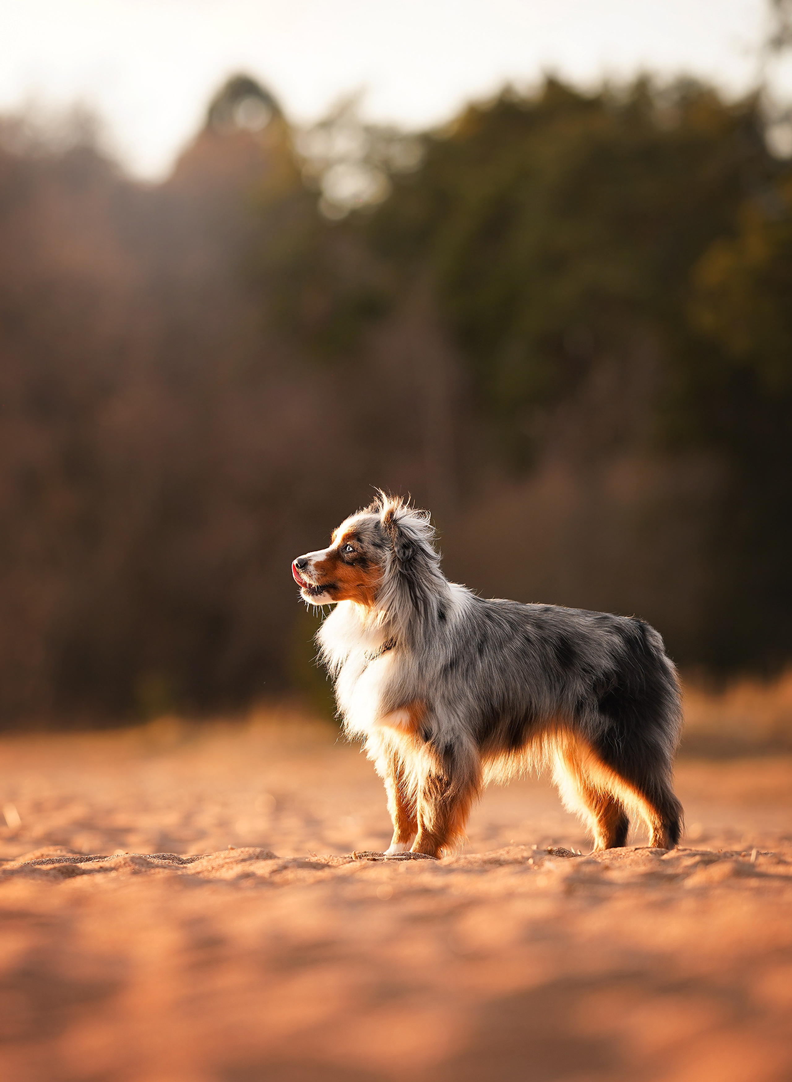 Алиса и Джокер. Фотограф-анималист в Санкт-Петербурге Яна Мартынова