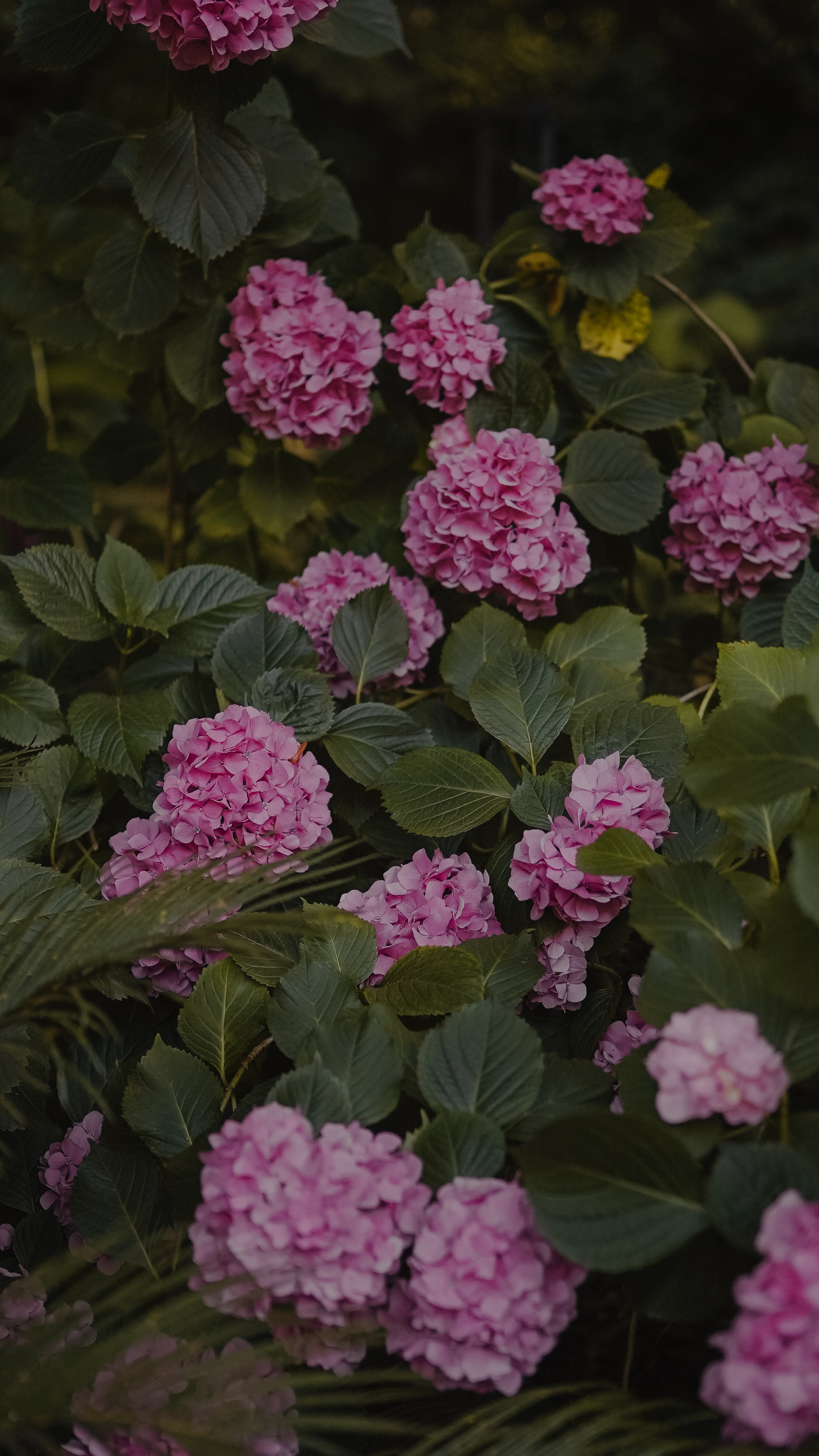 Мамай-Кале — Ресторан в лесу. Милана Довгаль - семейный фотограф и видеограф  в Адлере и Сочи