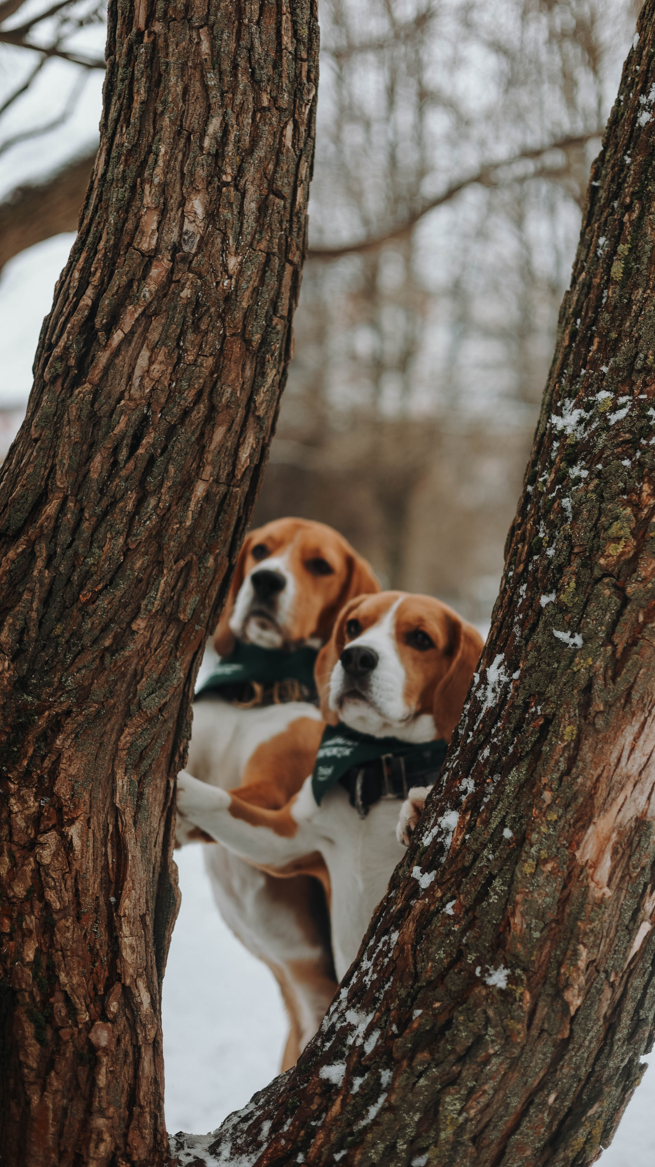 Татьяна, Чивас и Чопка. Фотограф животных Евгения Верцинская