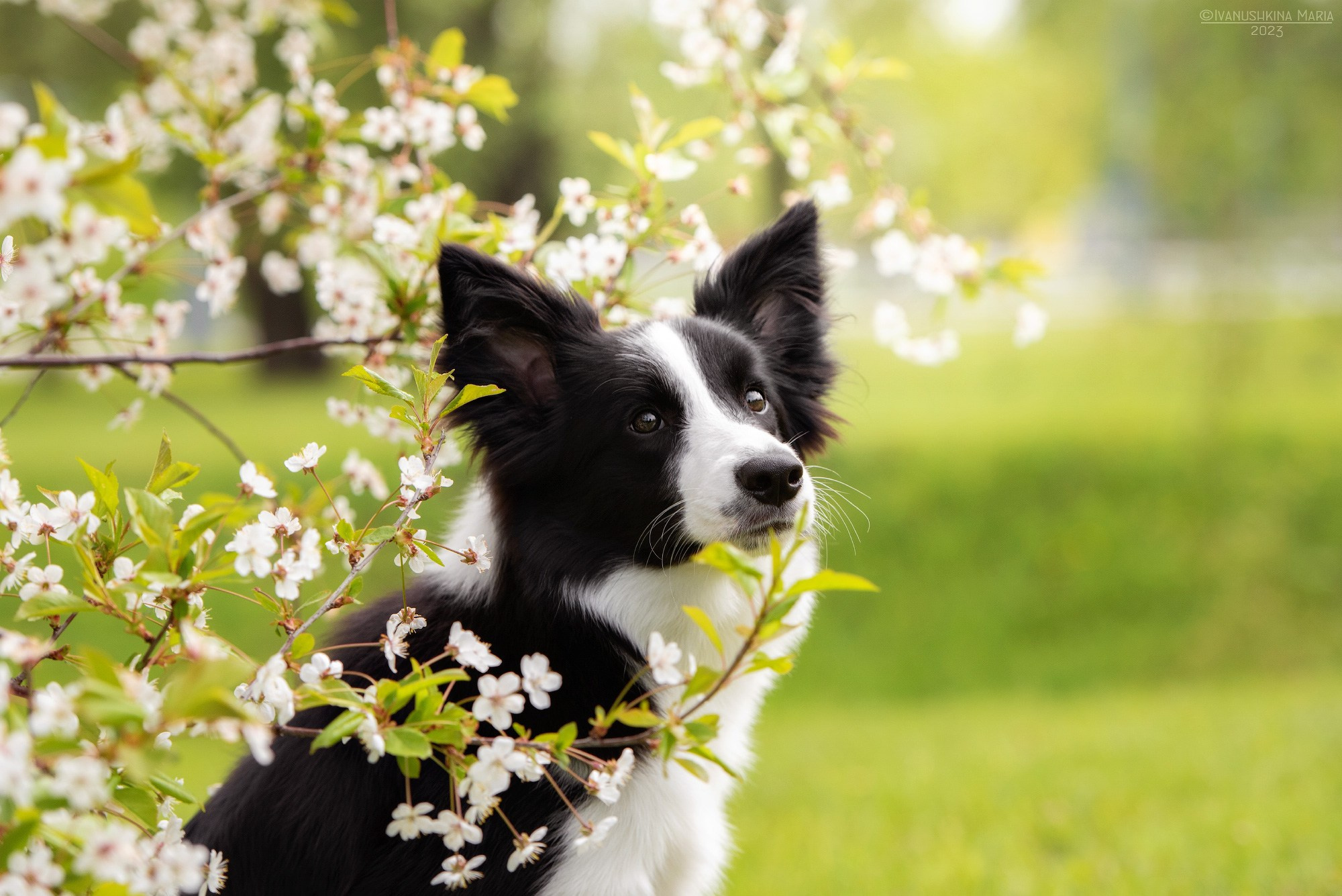 Фотограф-анималист. Фотограф собак в Москве и Московской области Иванушкина Мария