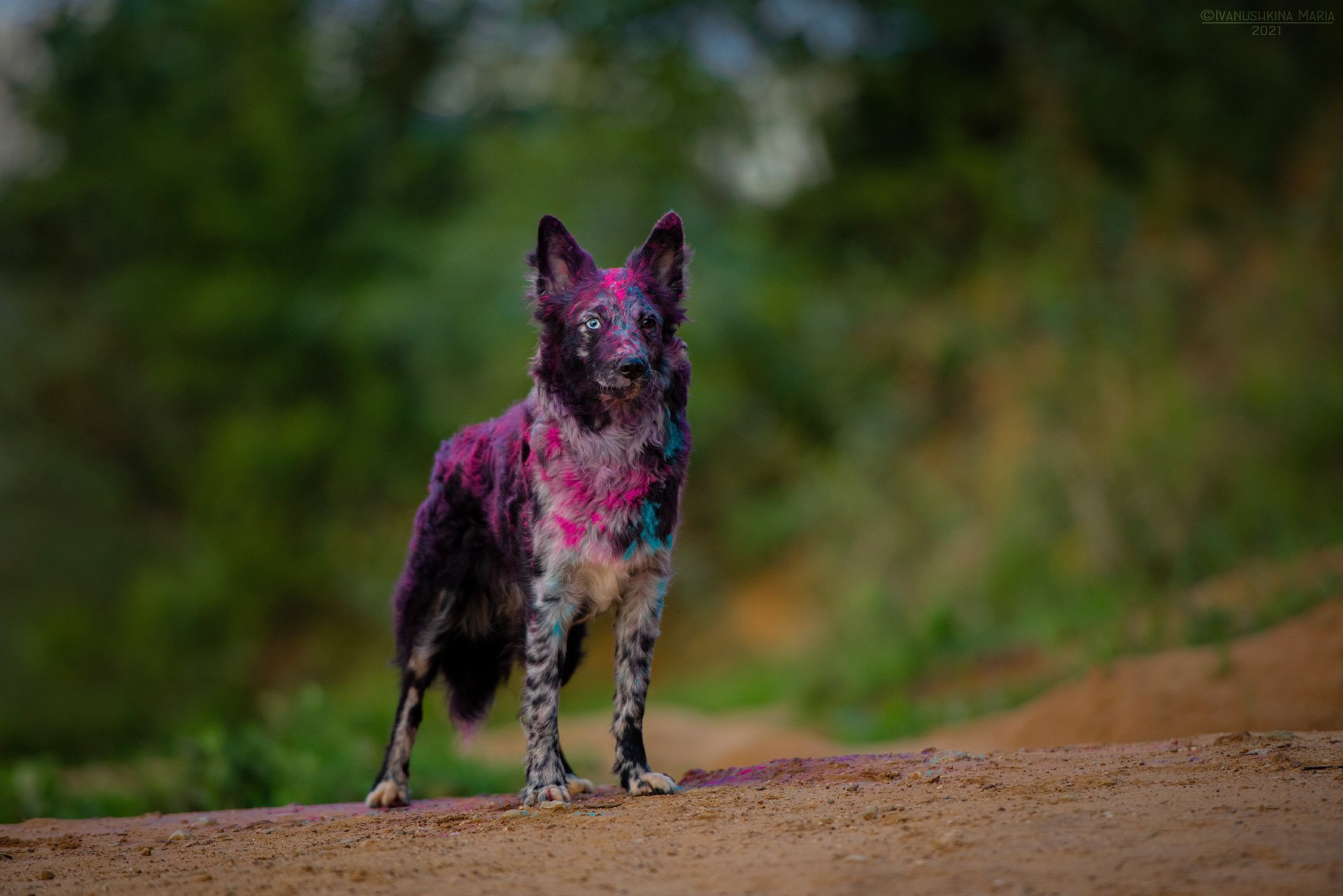 Фотосессия собаки с красками холи. Фотограф собак в Москве и Московской области Иванушкина Мария