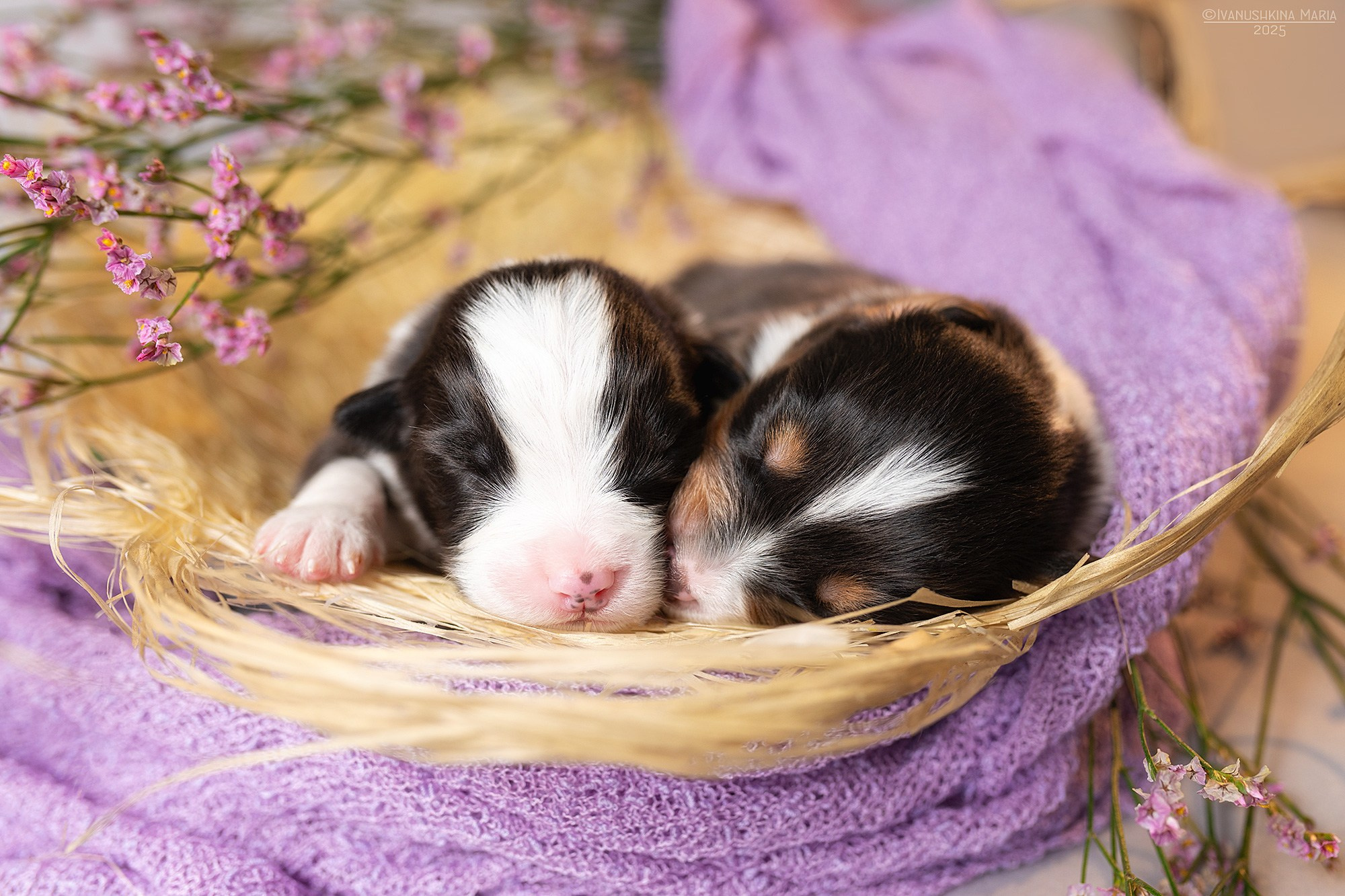 Ньюборн фотосессия щенков. Фотограф собак в Москве и Московской области Иванушкина Мария