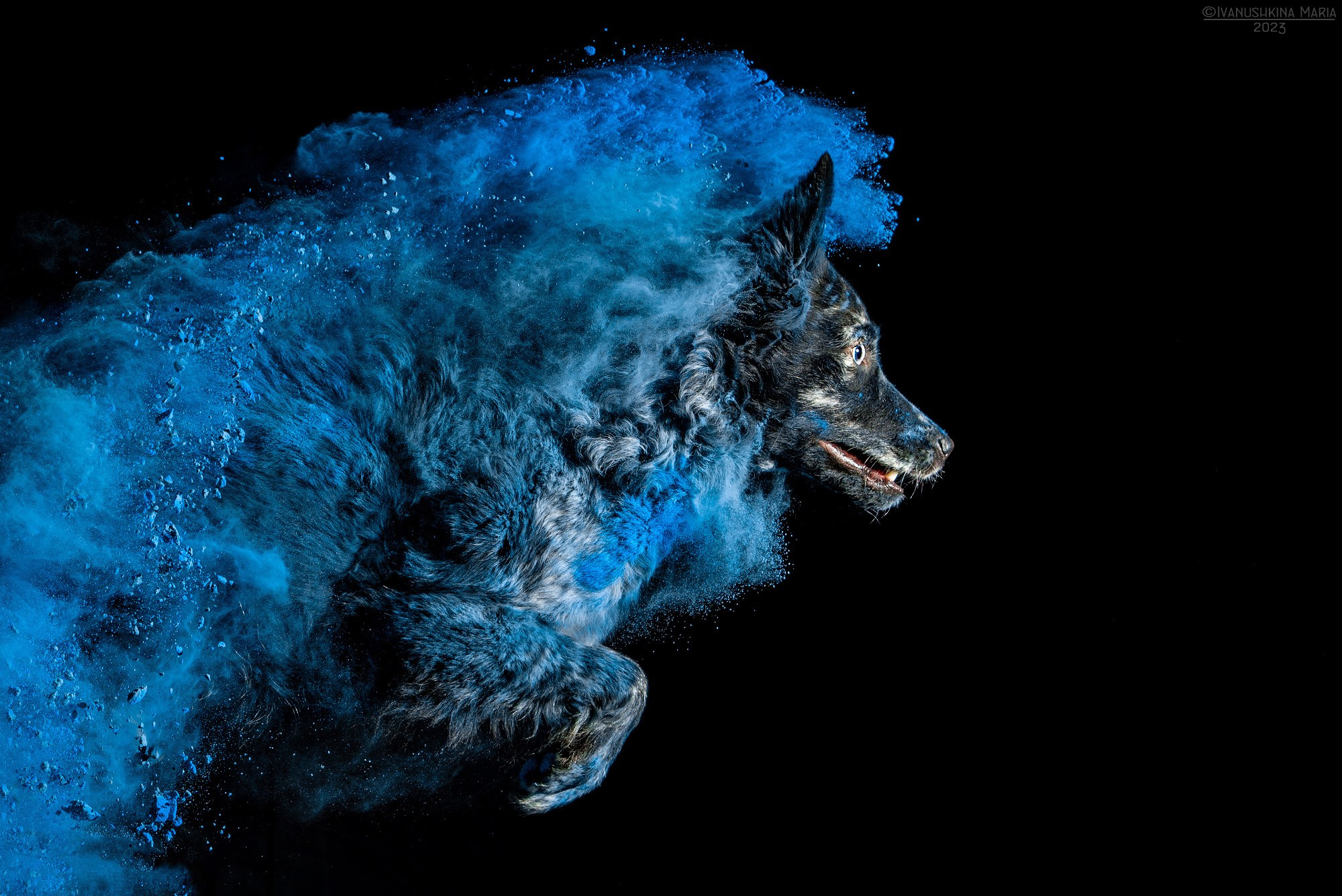 Фотосессия собаки с красками холи. Фотограф собак в Москве и Московской области Иванушкина Мария