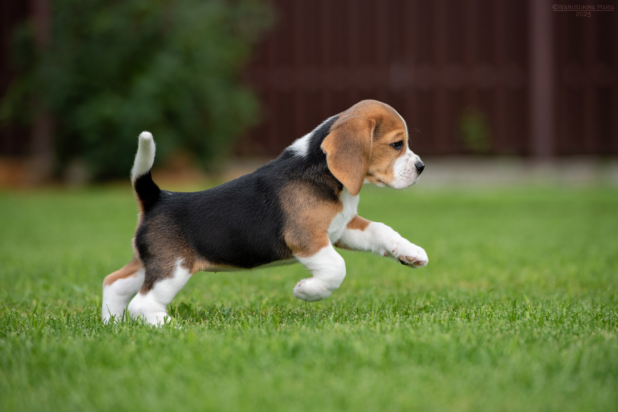 Фотосессия щенков на продажу. Фотограф собак в Москве и Московской области Иванушкина Мария