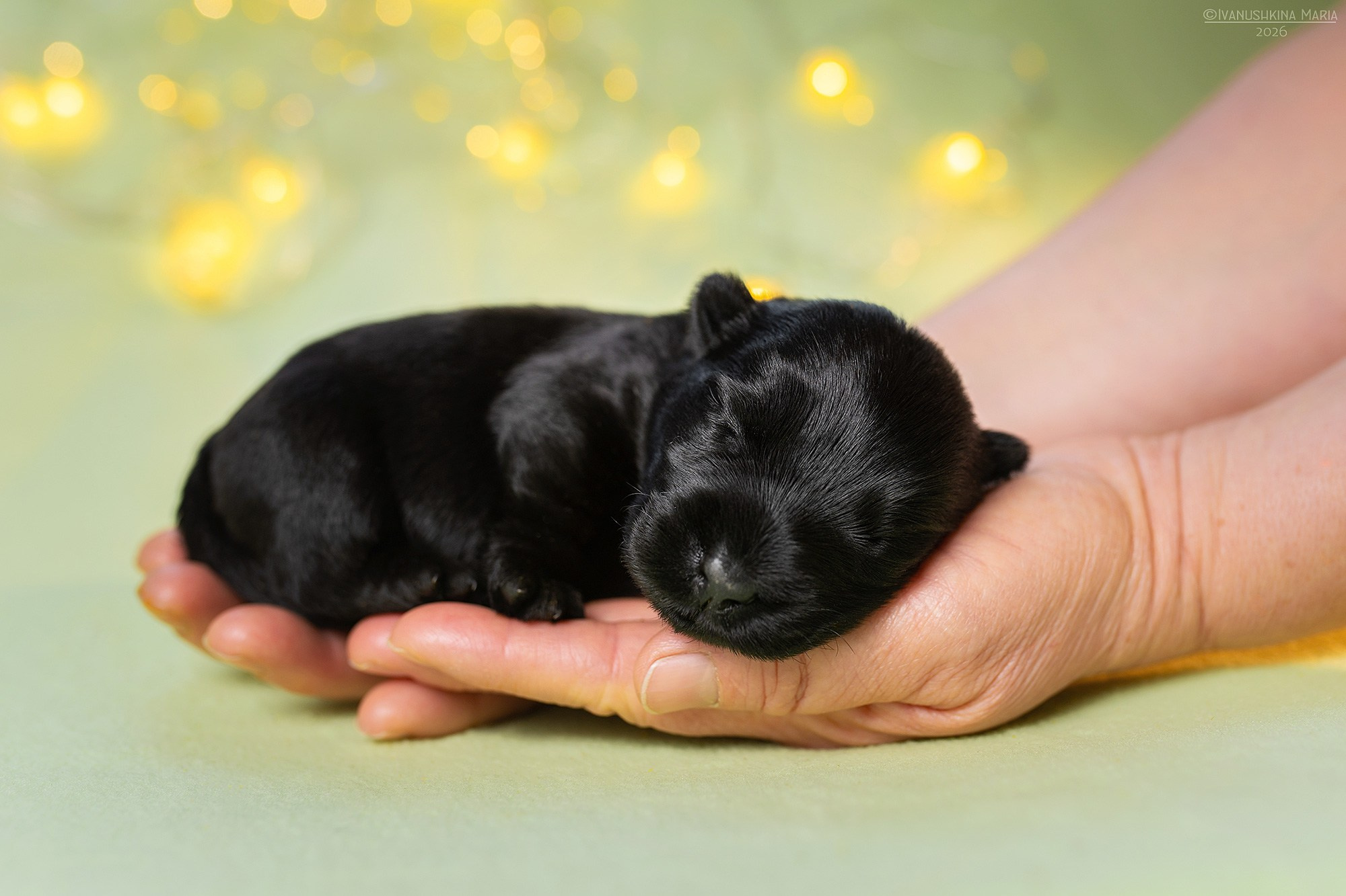 Ньюборн фотосессия щенков. Фотограф собак в Москве и Московской области Иванушкина Мария