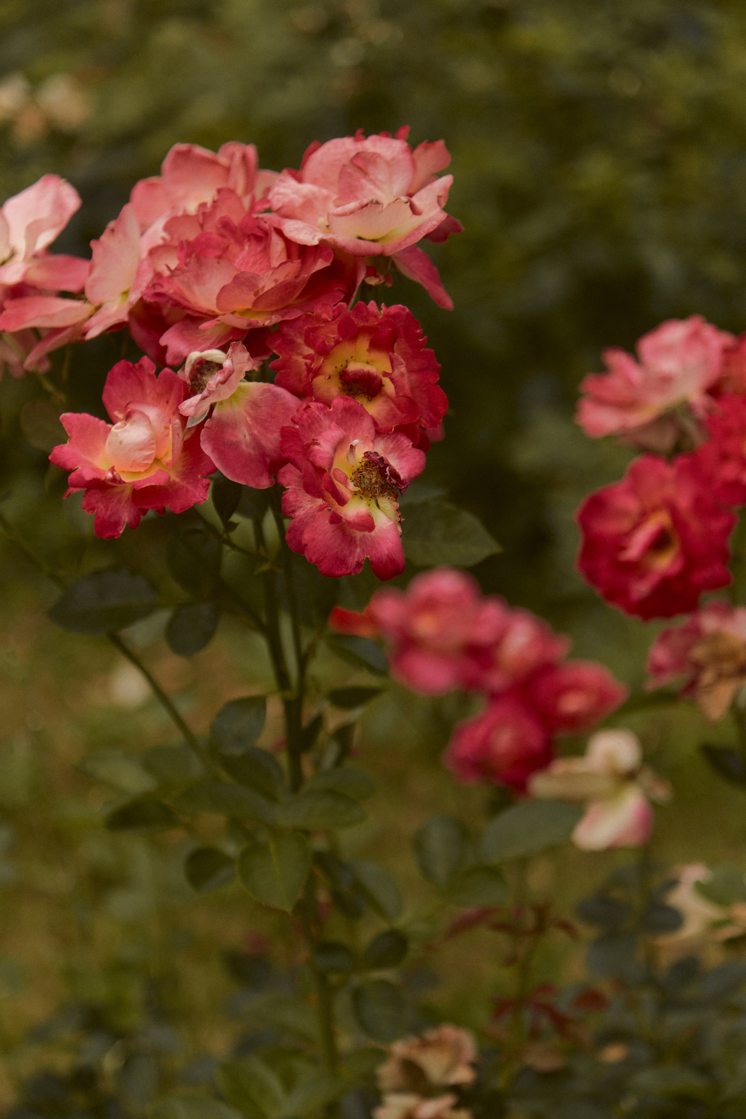 Ася. Egor Plakhotin Photography
