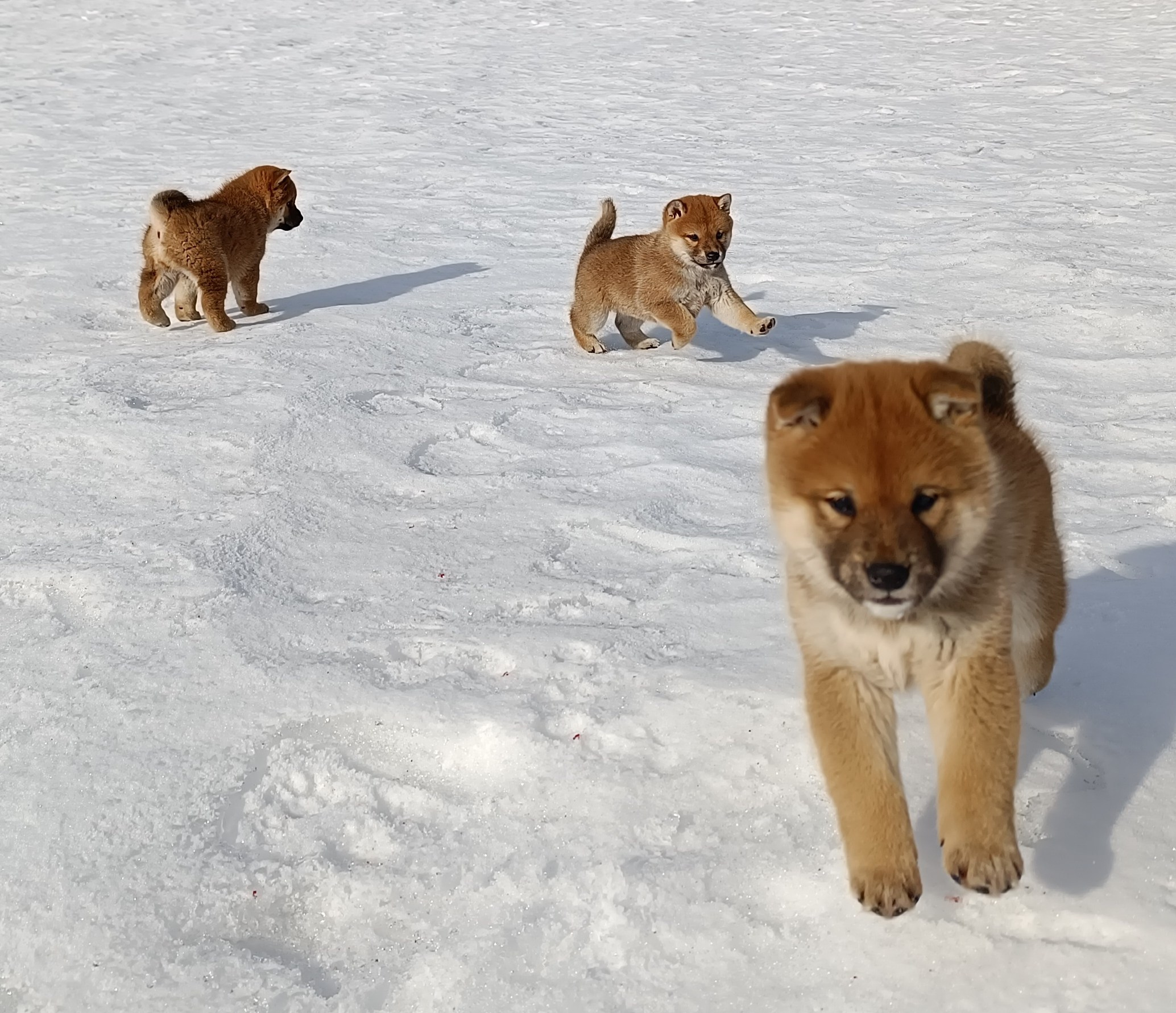 Сиба Помёт Е питомник Рубилайт