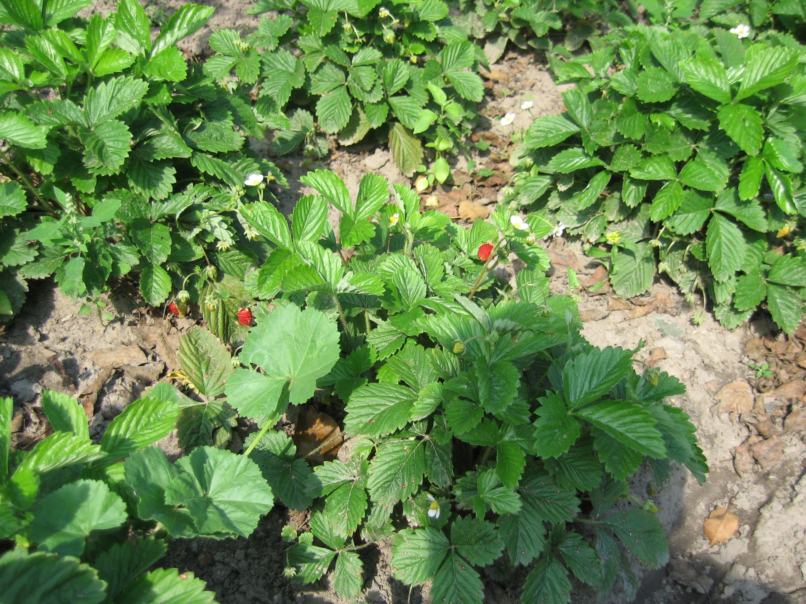 Зелёные кусты клубники с листьями и маленькими красными ягодами.