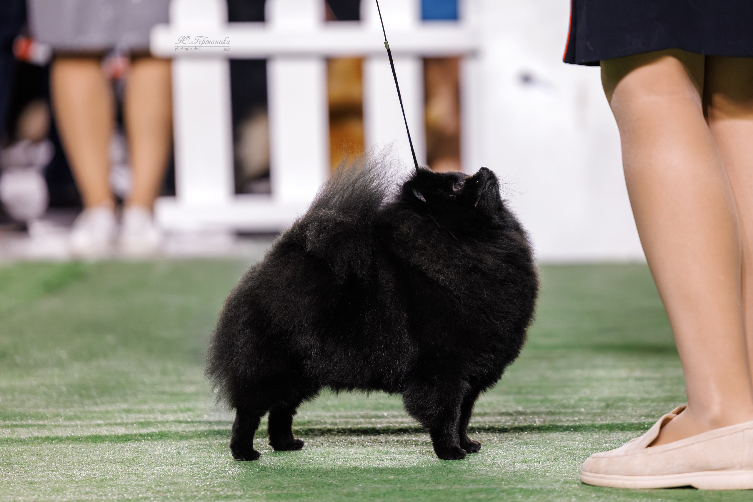 Телави 11-12.10.2025. Фотограф-анималист Юлия Германика