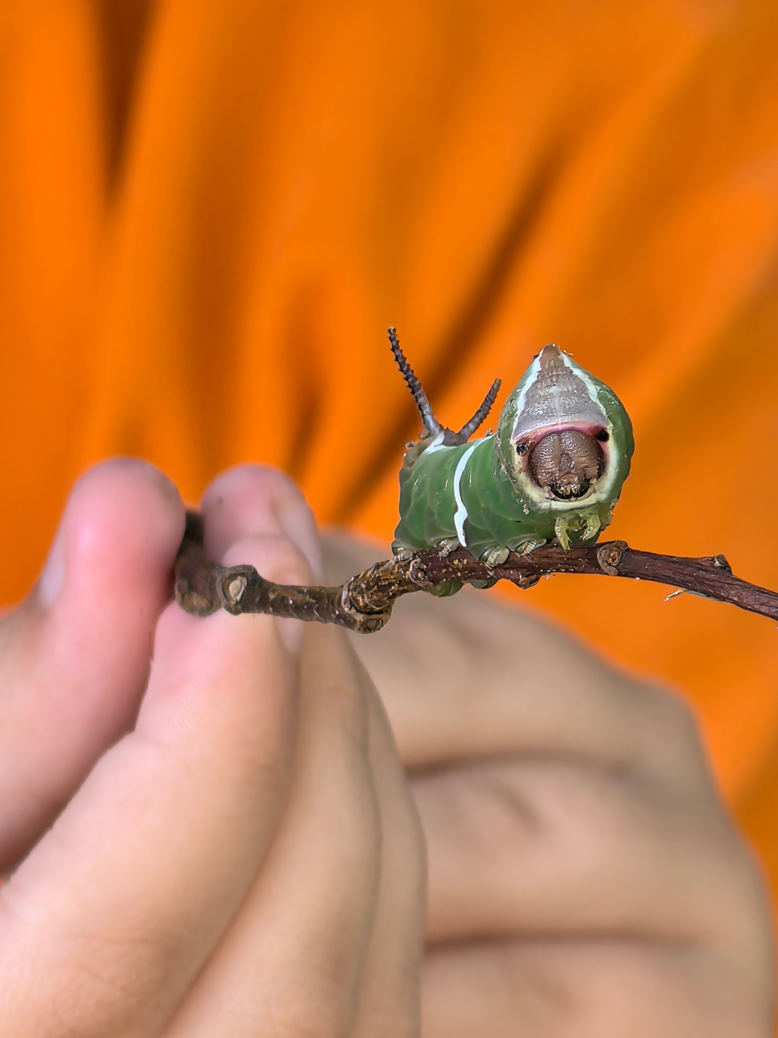 ПочтиМАКРО. Школьные выпускные альбомы в Москве Марина Николаева