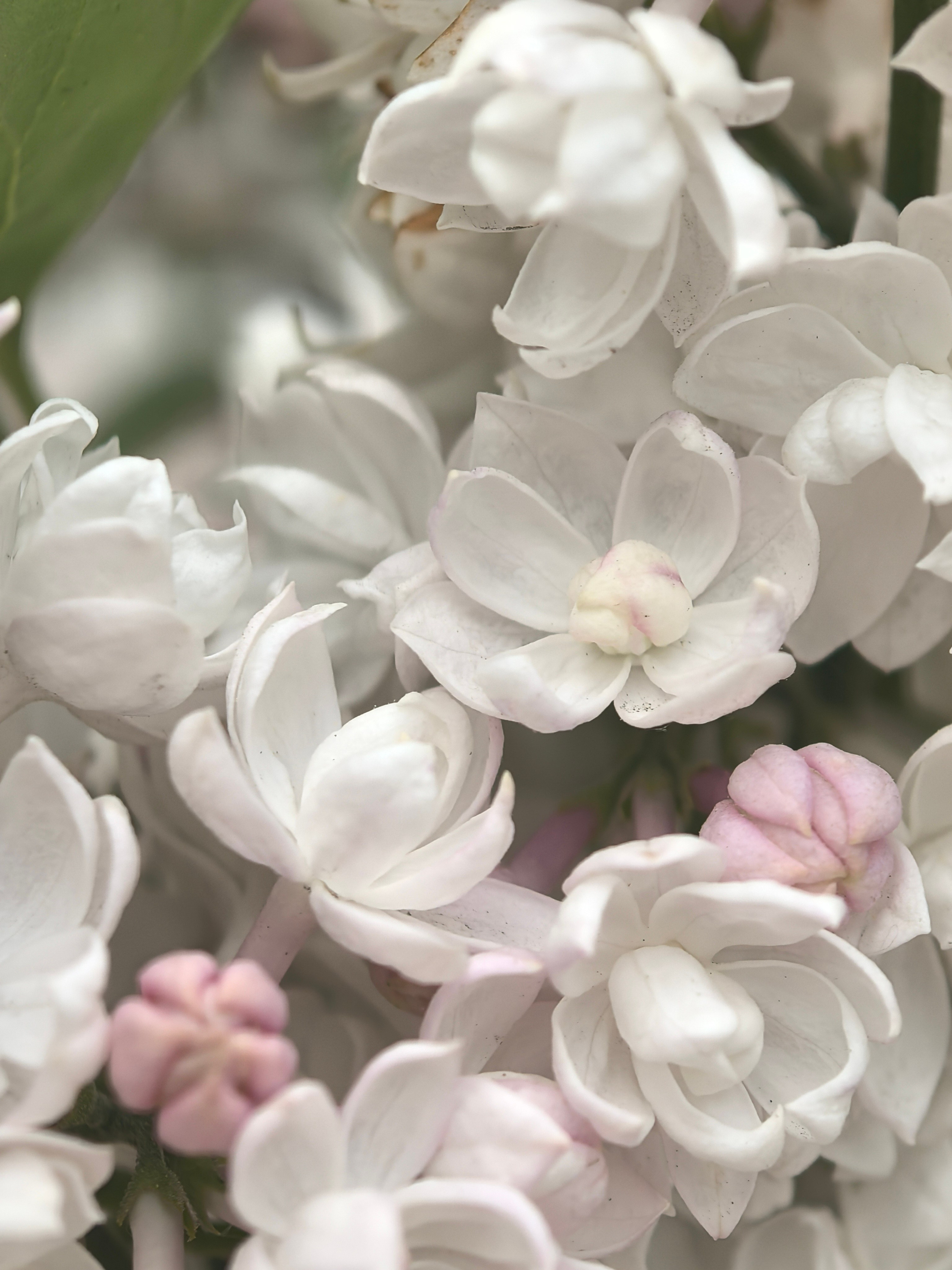 ПочтиМАКРО. Школьные выпускные альбомы в Москве Марина Николаева