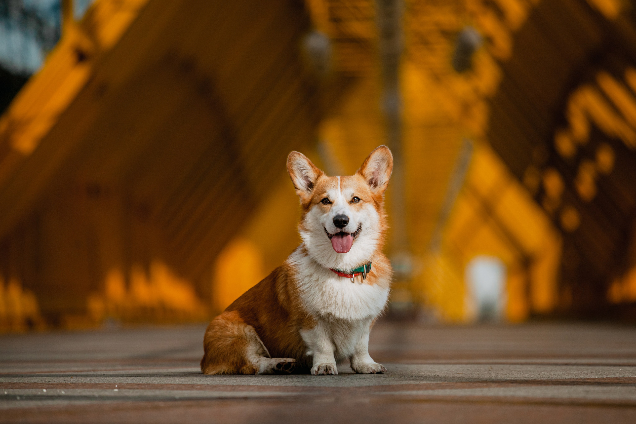 Андреевский мост. Фотограф-анималист Татьяна Степанова