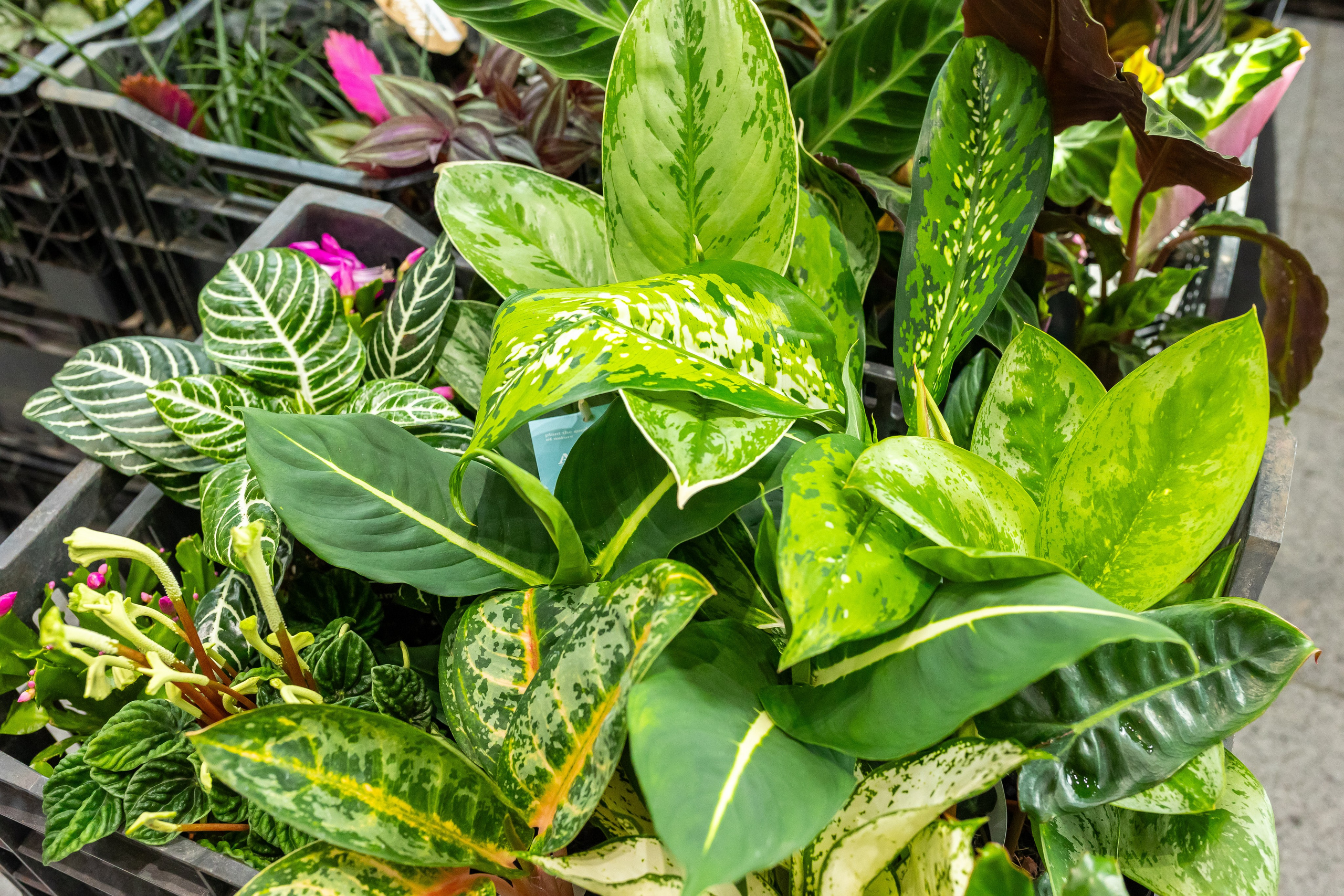 Монстериум апрель 2025. Александра Куликова фотограф, Москва