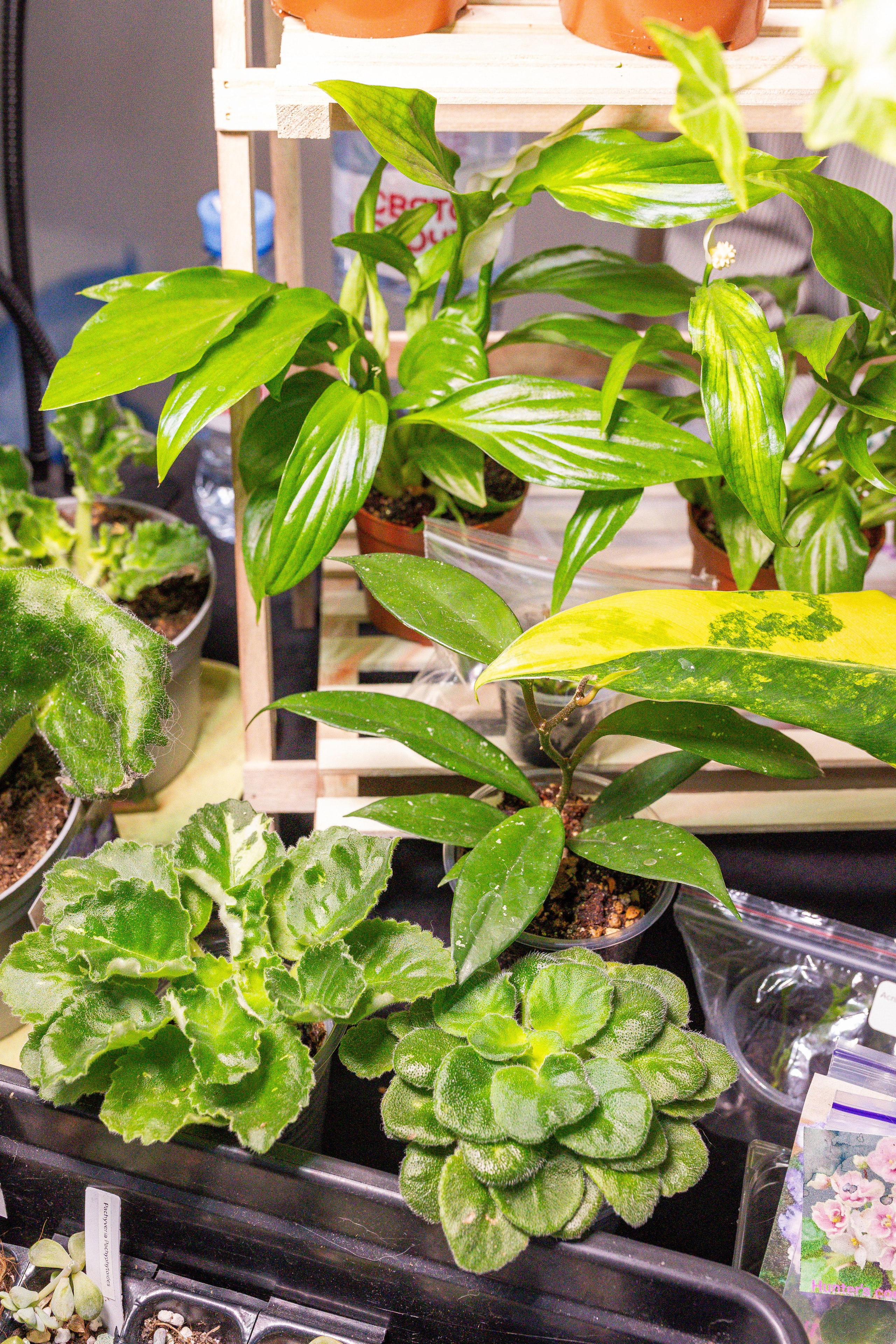 Монстериум апрель 2025. Александра Куликова фотограф, Москва