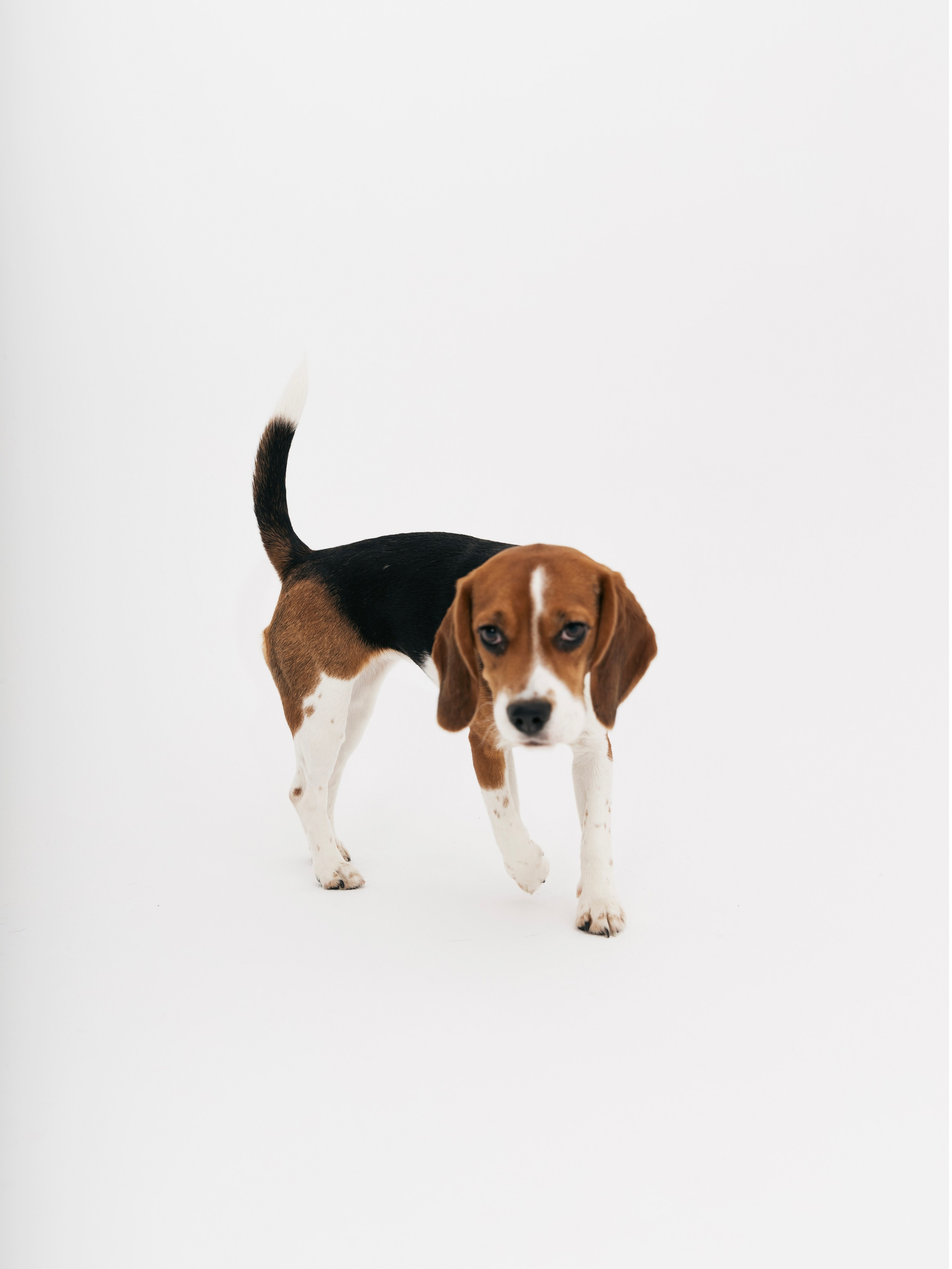 Биглемания. DRIPSTOCK MAG