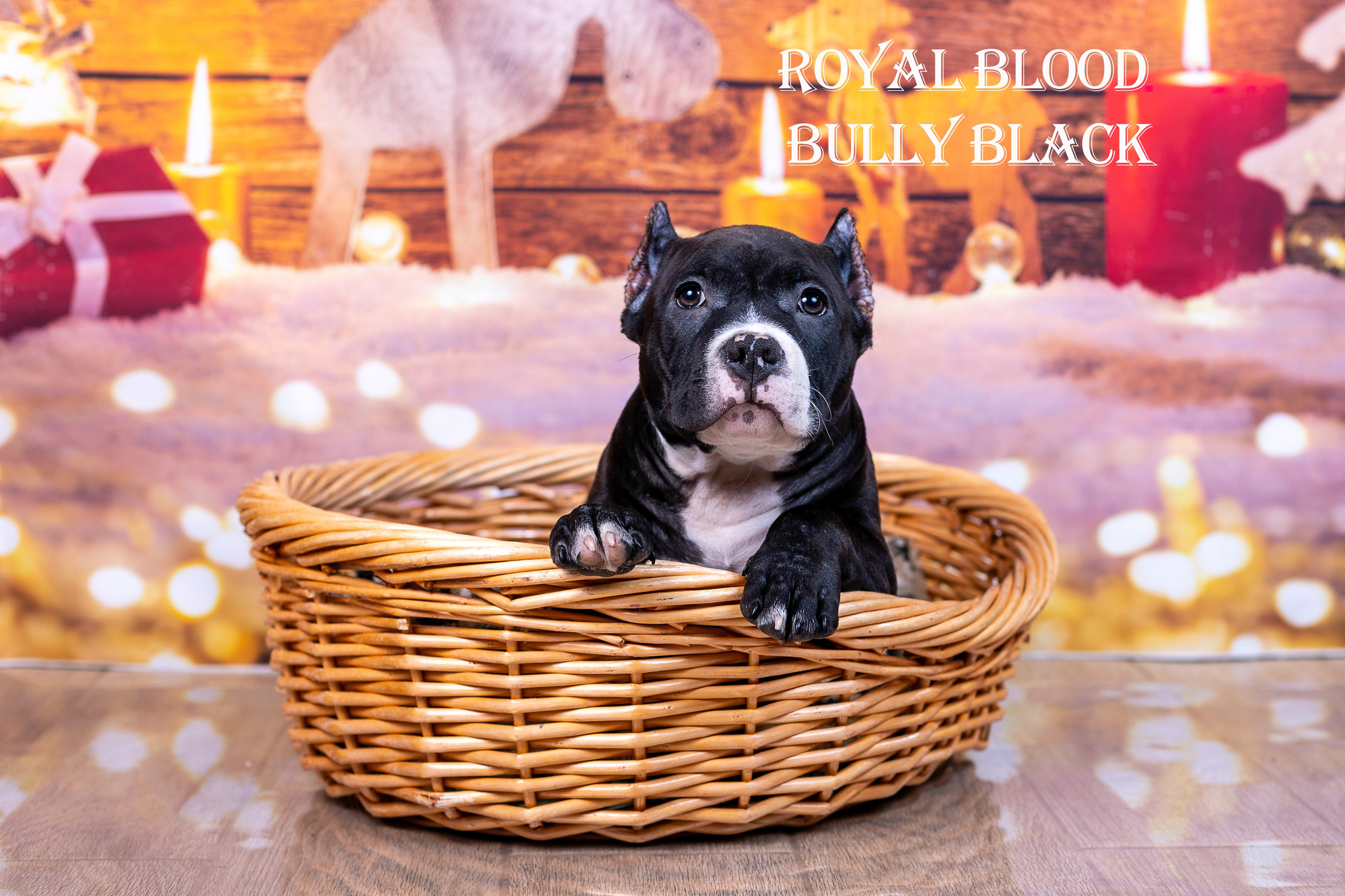 Американский булли!. Фотограф 📸 семейный, предметный, репортажный