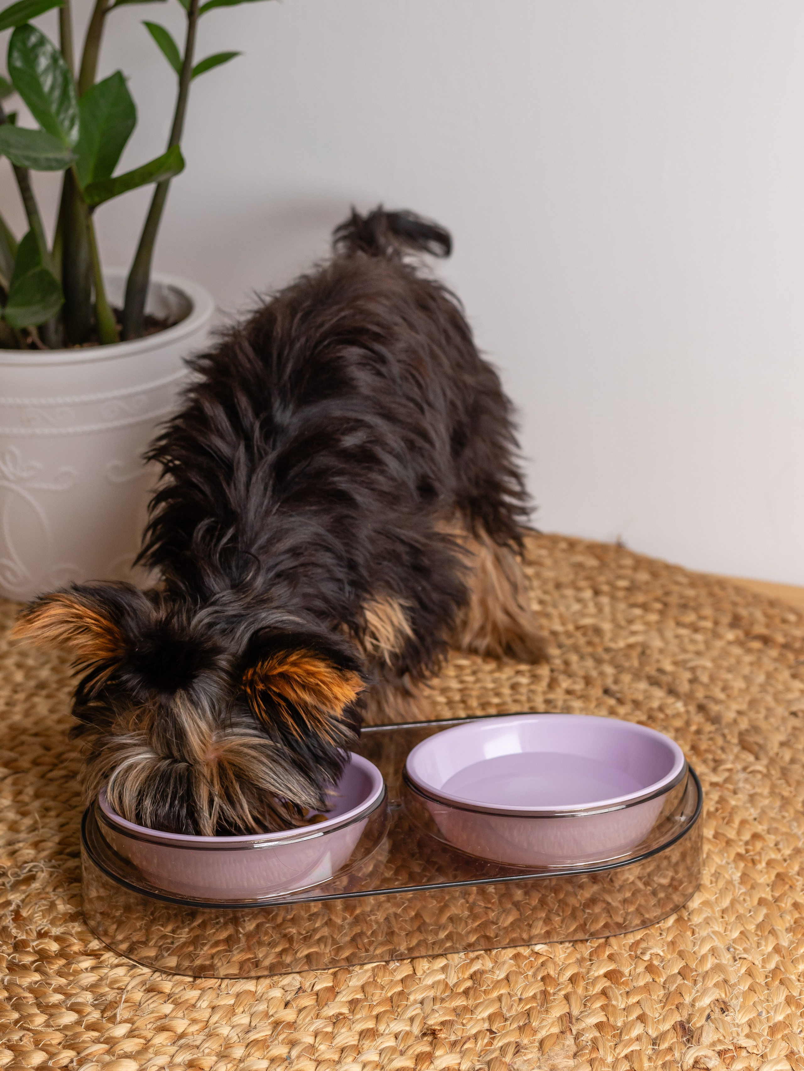 Миска для собаки. Фотограф в Краснодаре Арина Кудряшова