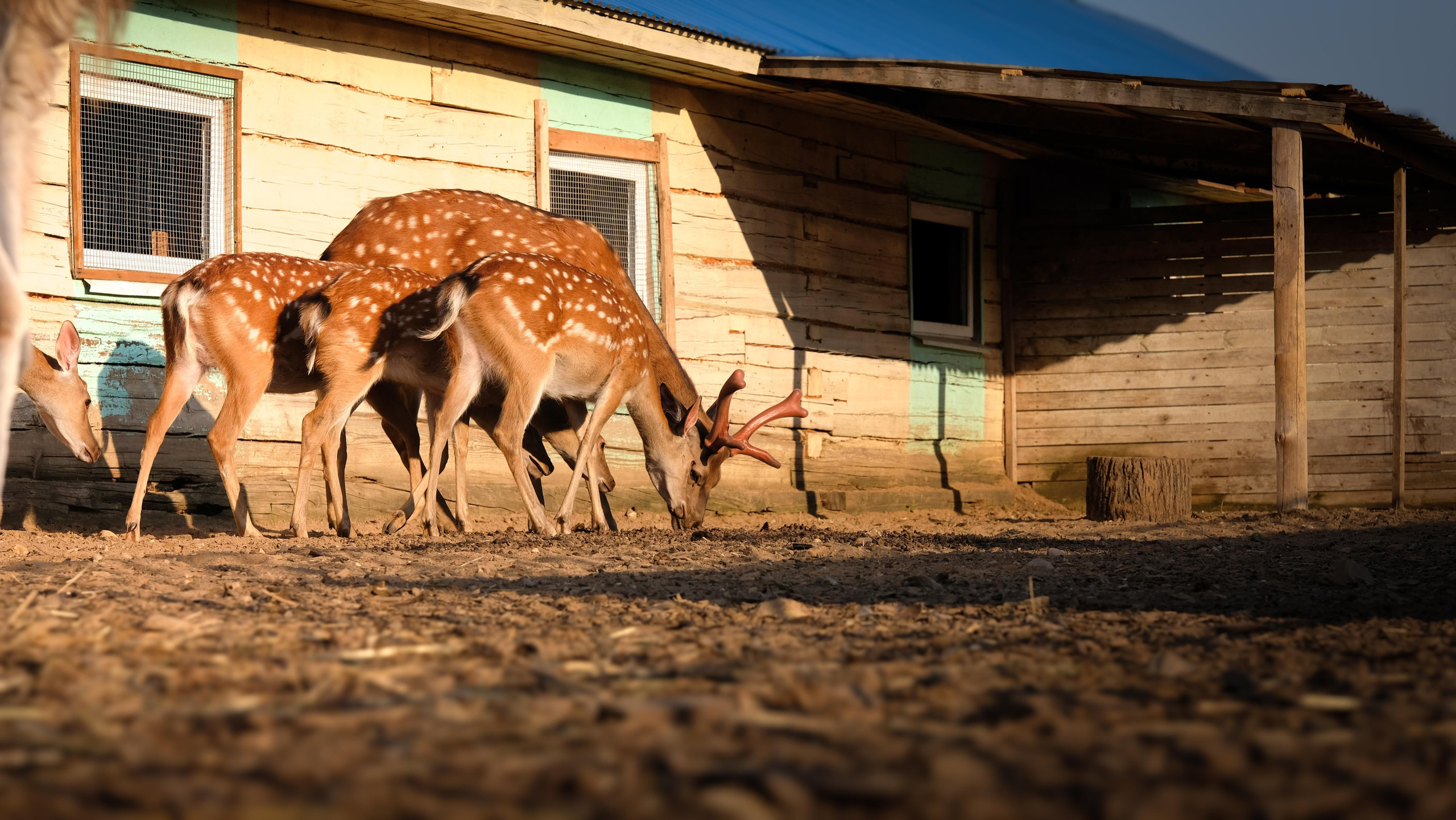 Животные и птицы. KRUTOVA_фотографирую жизнь