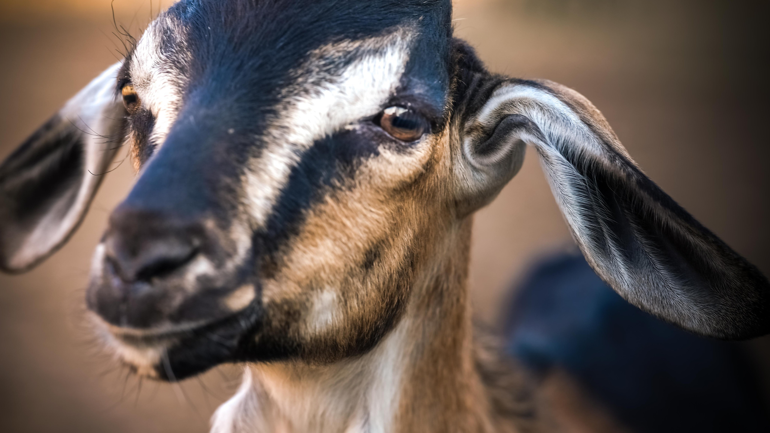 Животные и птицы. KRUTOVA_фотографирую жизнь