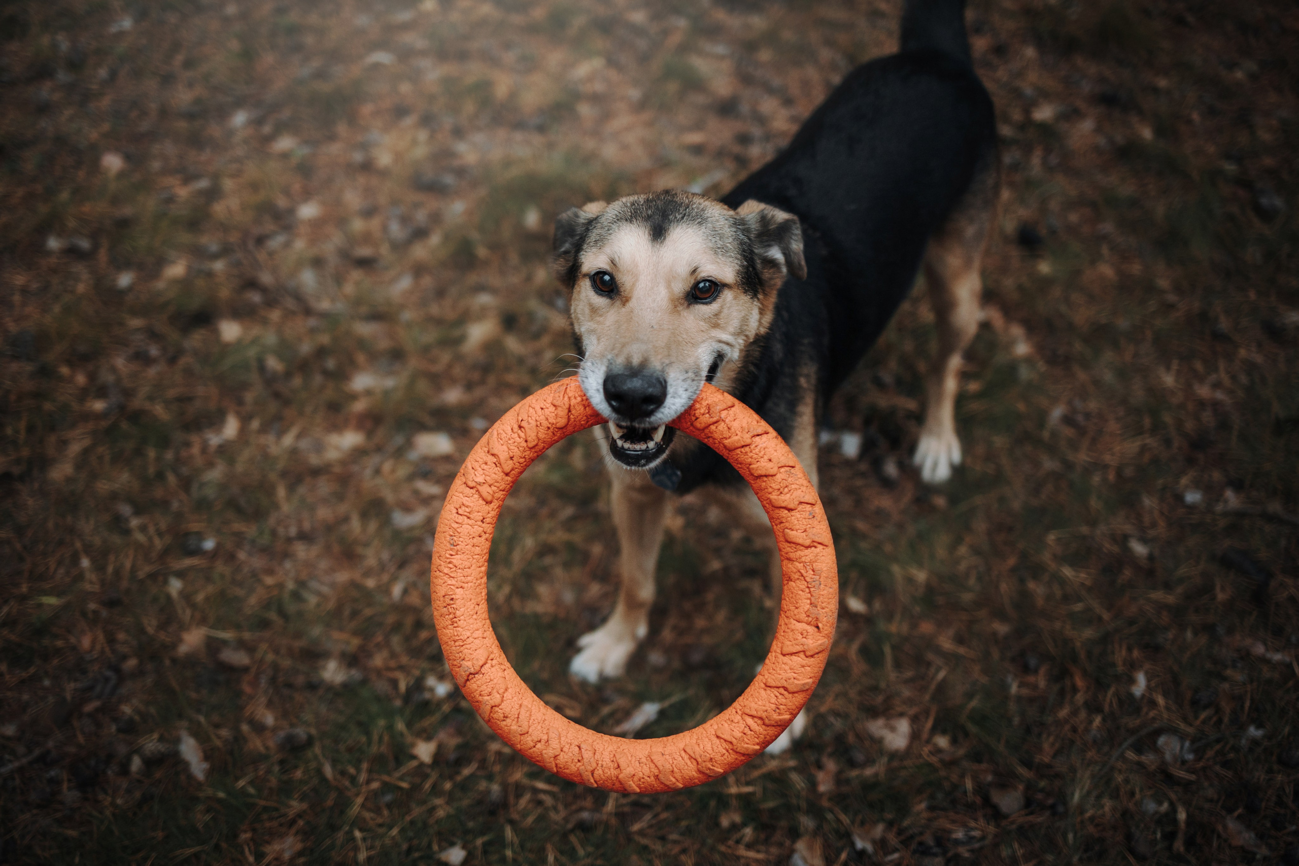 Наталья и Того. Фотограф — Анималист | Санкт-Петербург