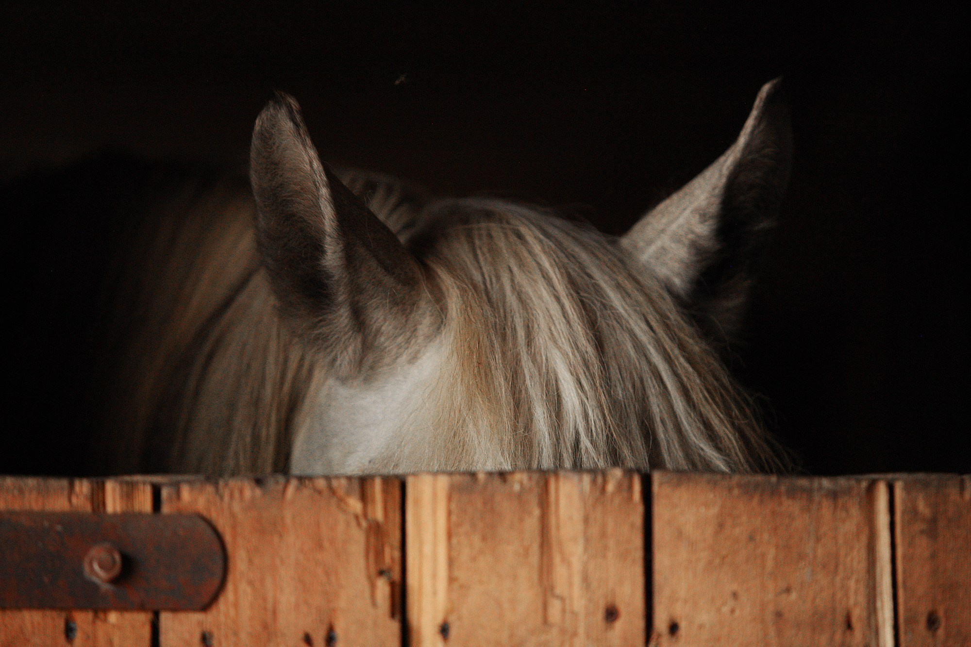 Лошади. Фотограф-анималист Юлия Удовенко