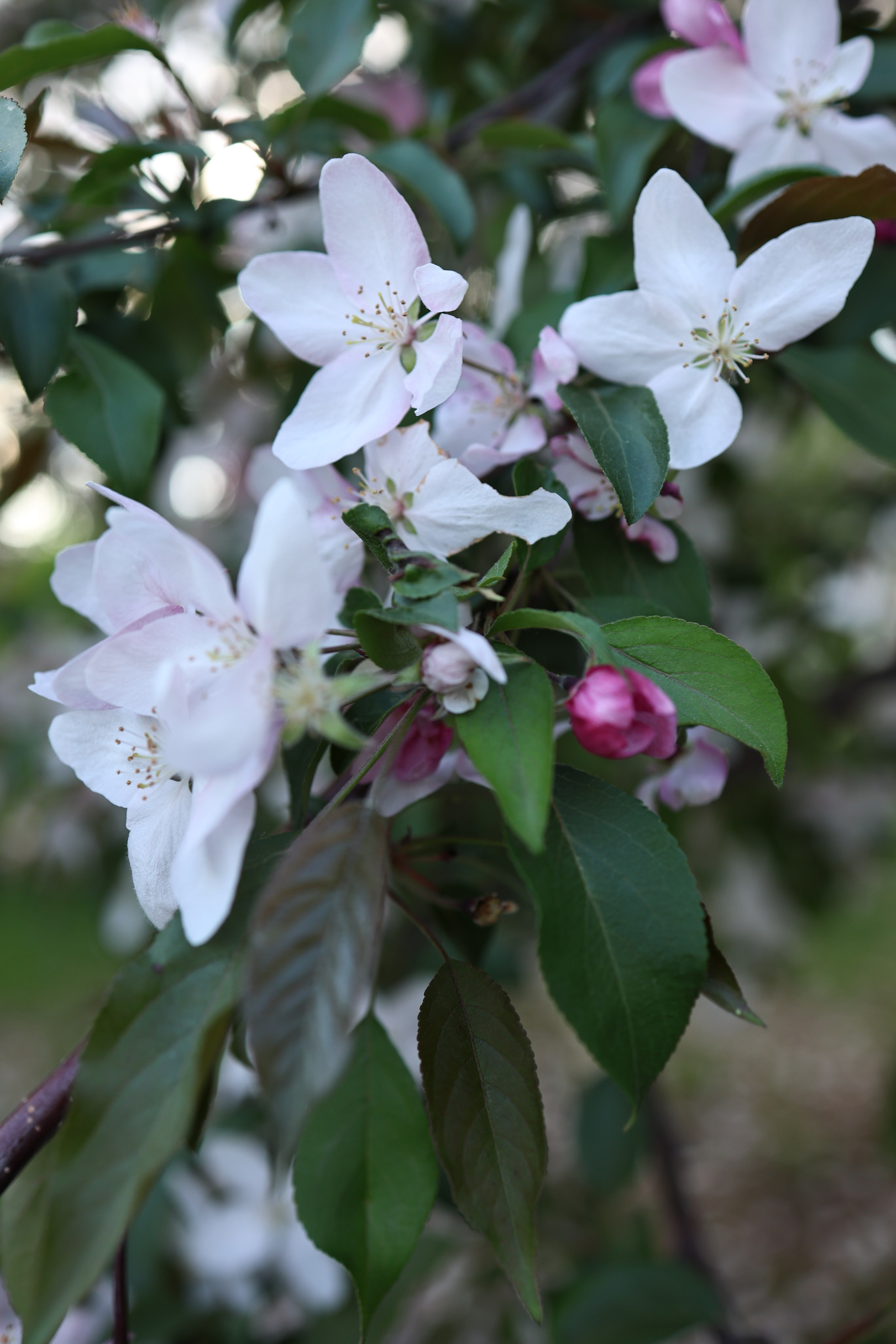 Маргарита. Свадебный и семейный фотограф в Воронеже Ксения Воротникова