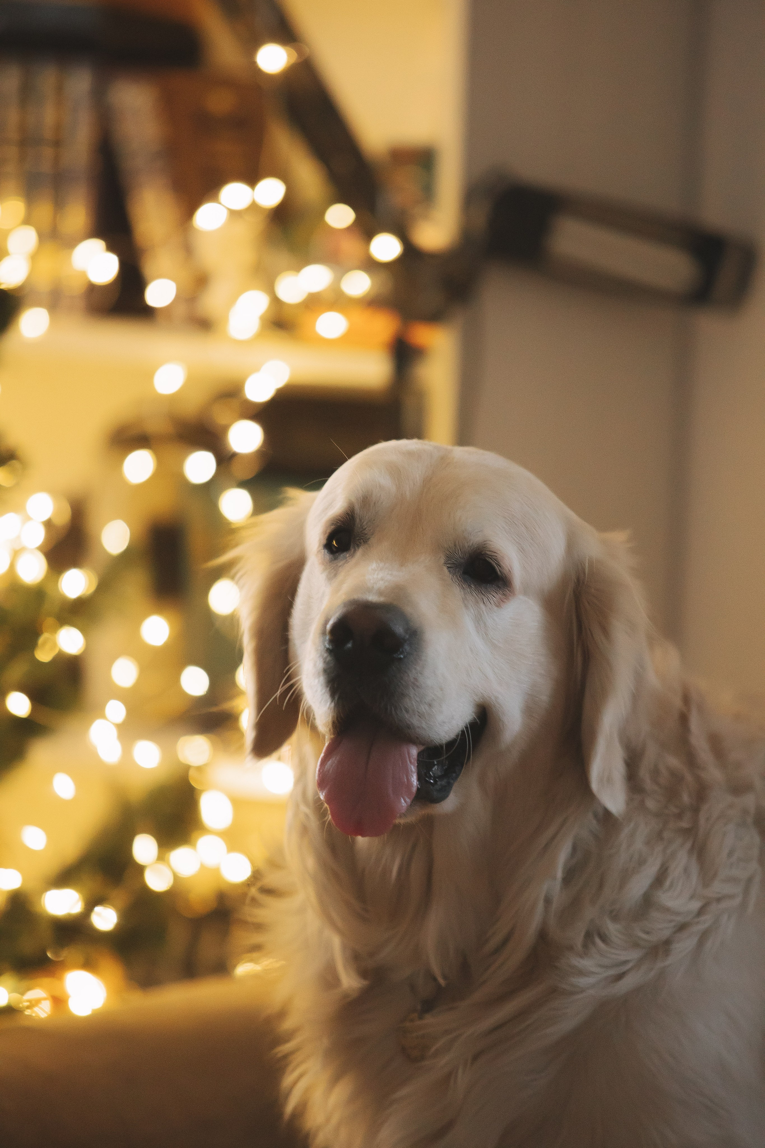 Снежик и Веста, НГ. Свадебный и женский фотограф