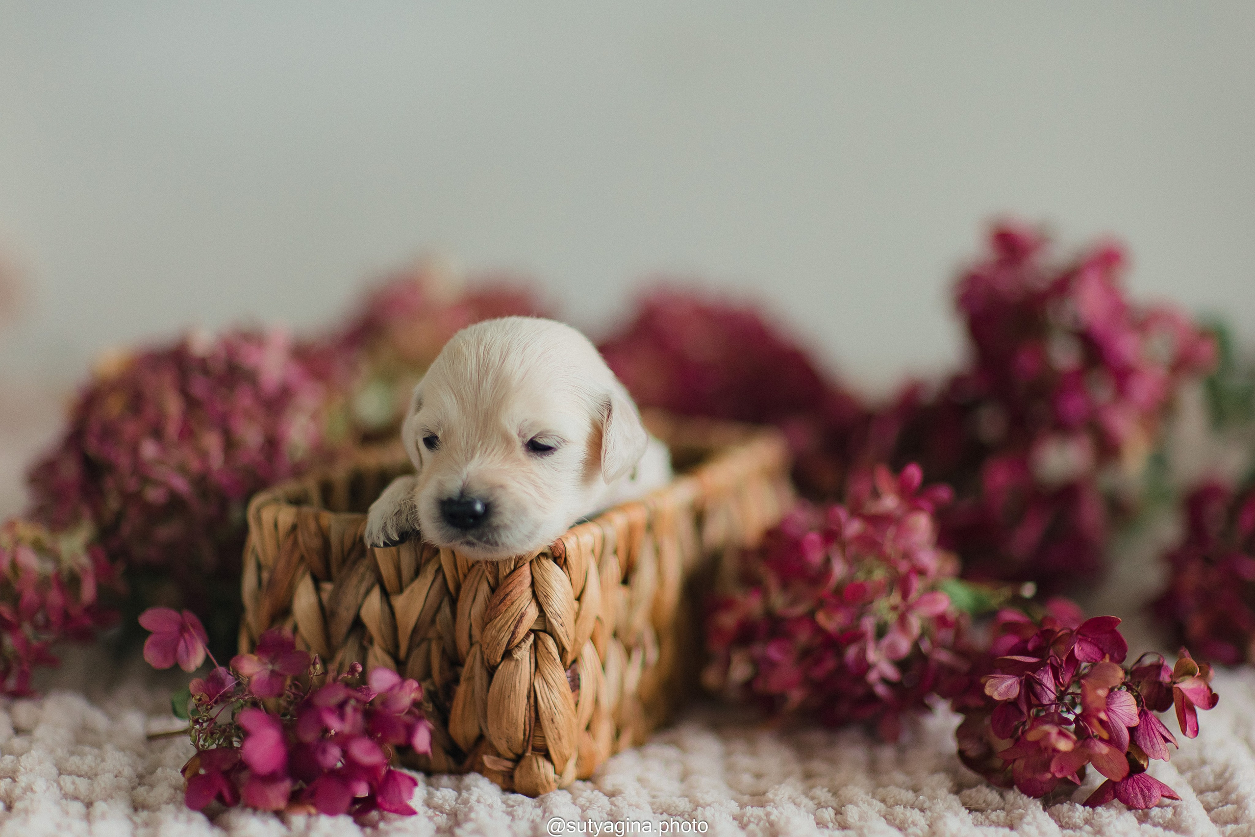 Белая лента. Свадебный и женский фотограф