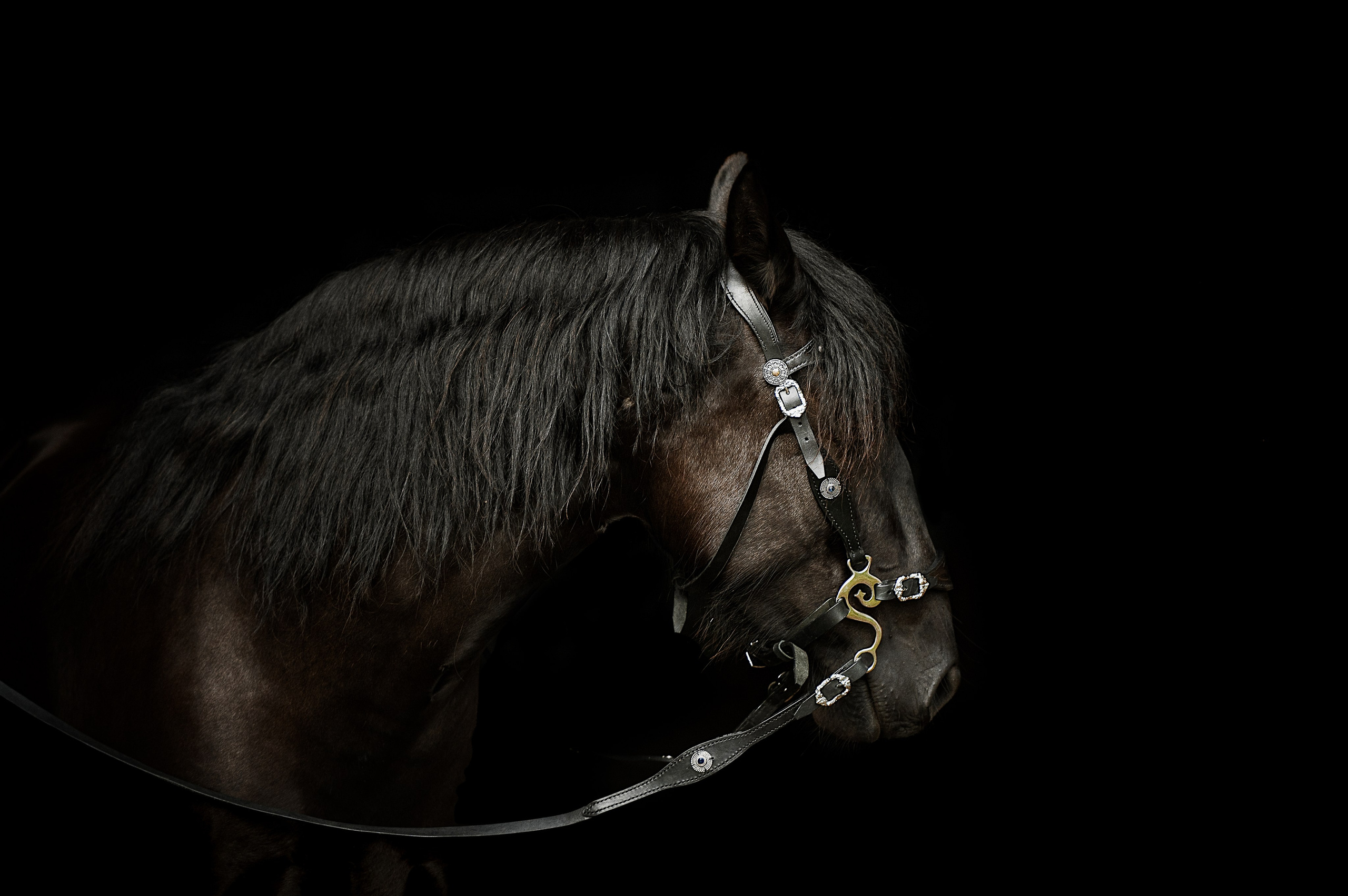 Мара. Фотограф-анималист