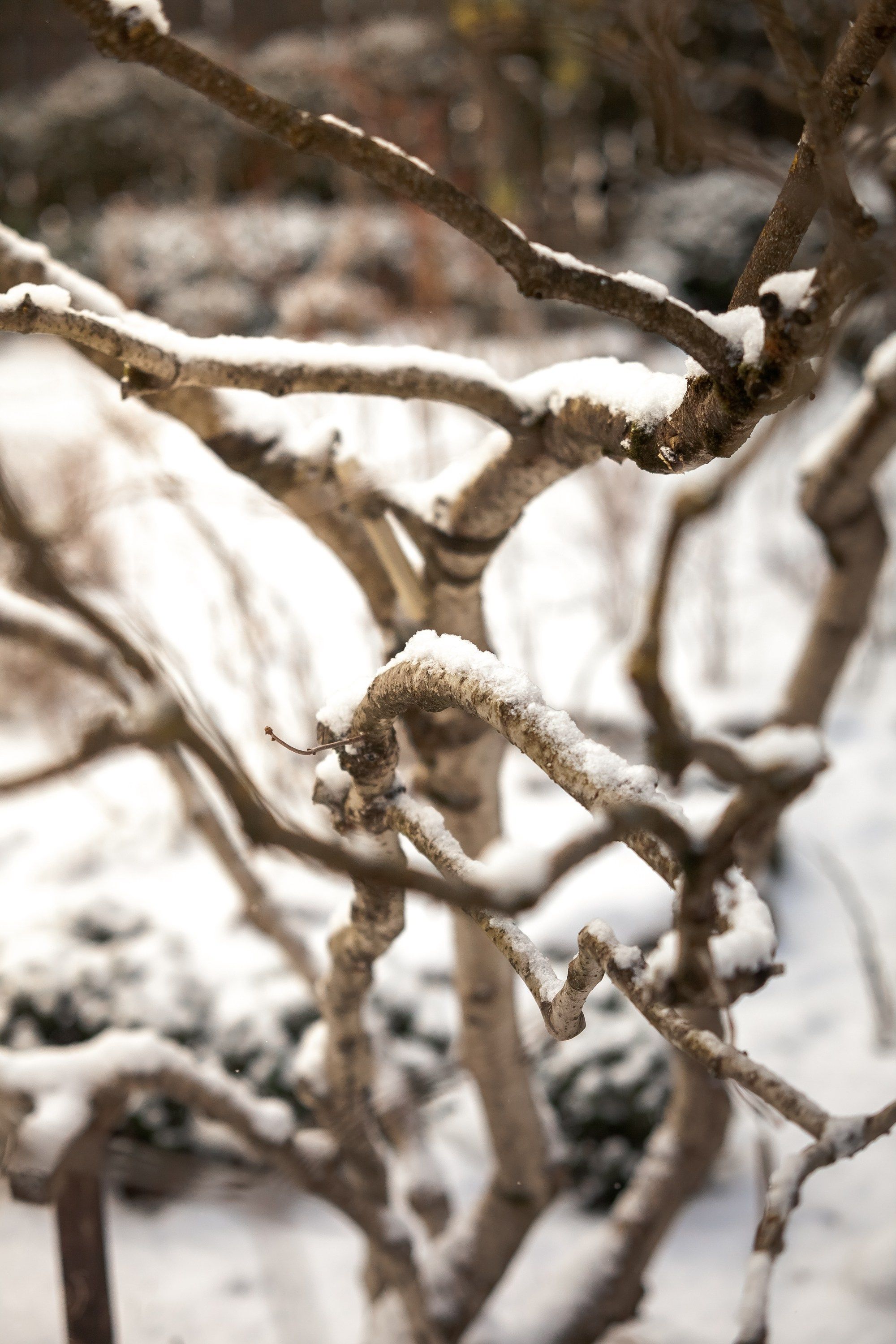 Спящий сад, Елены Асташкиной. Туманов Виталий — фотограф Москва