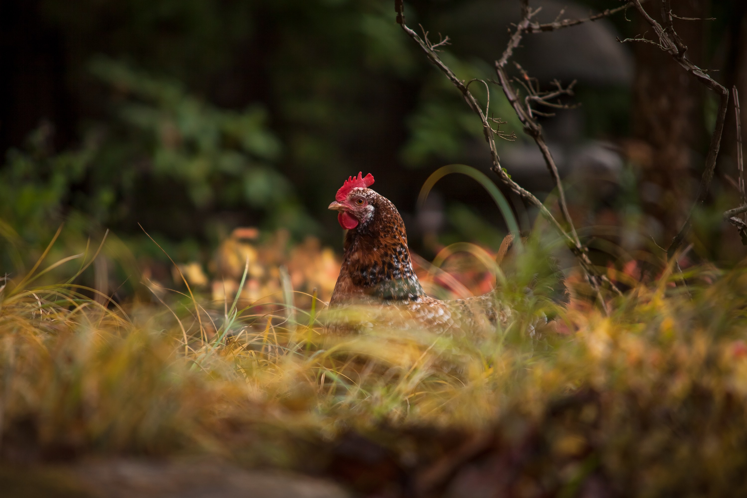 Личный сад Елены Асташкиной (осень). Фотограф Виталий Туманов. Туманов Виталий — фотограф Москва