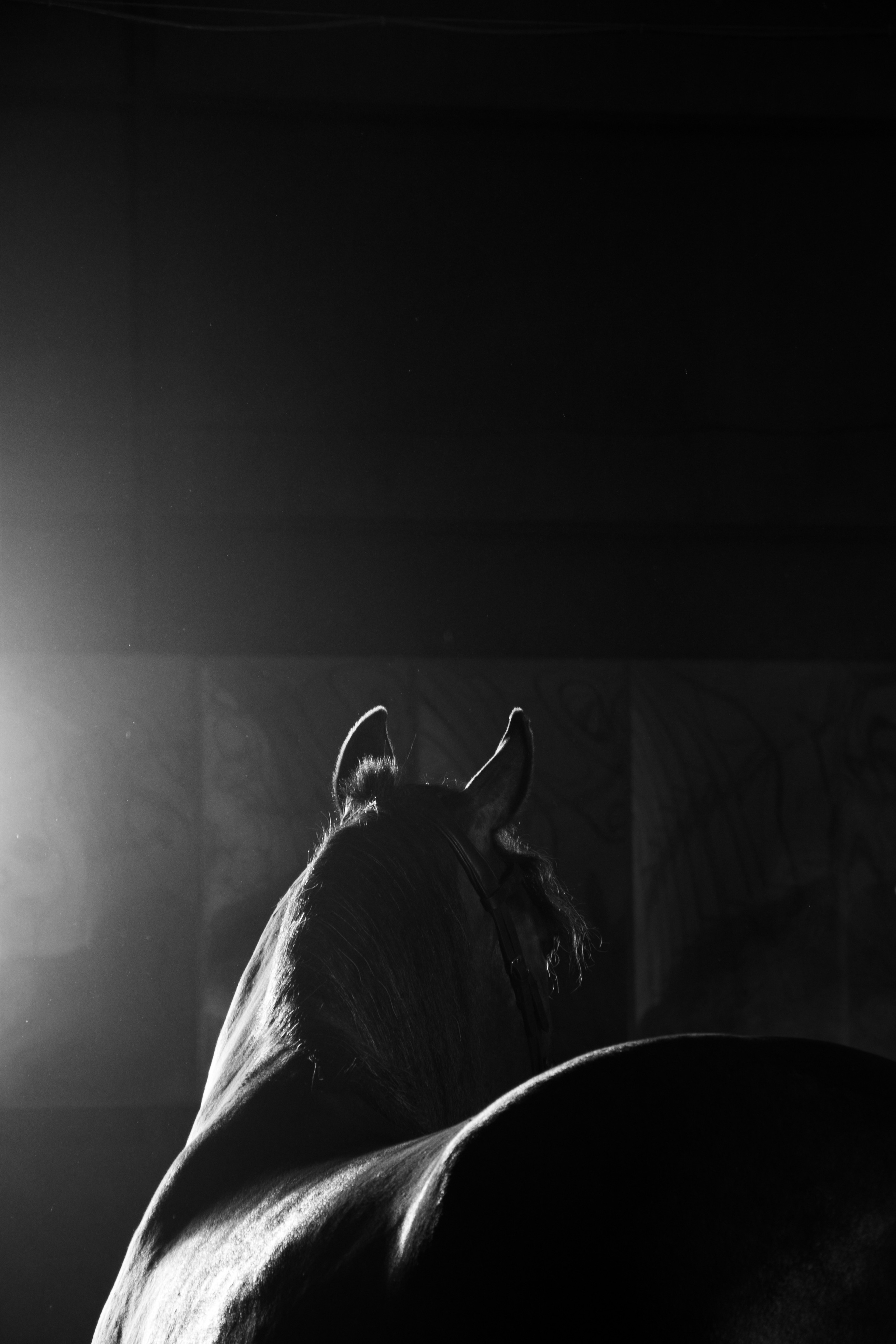 Кобыла Николь, русская рысистая, КСОЦ «Свобода». Фотосессии с лошадьми в Москве, Новосибирске