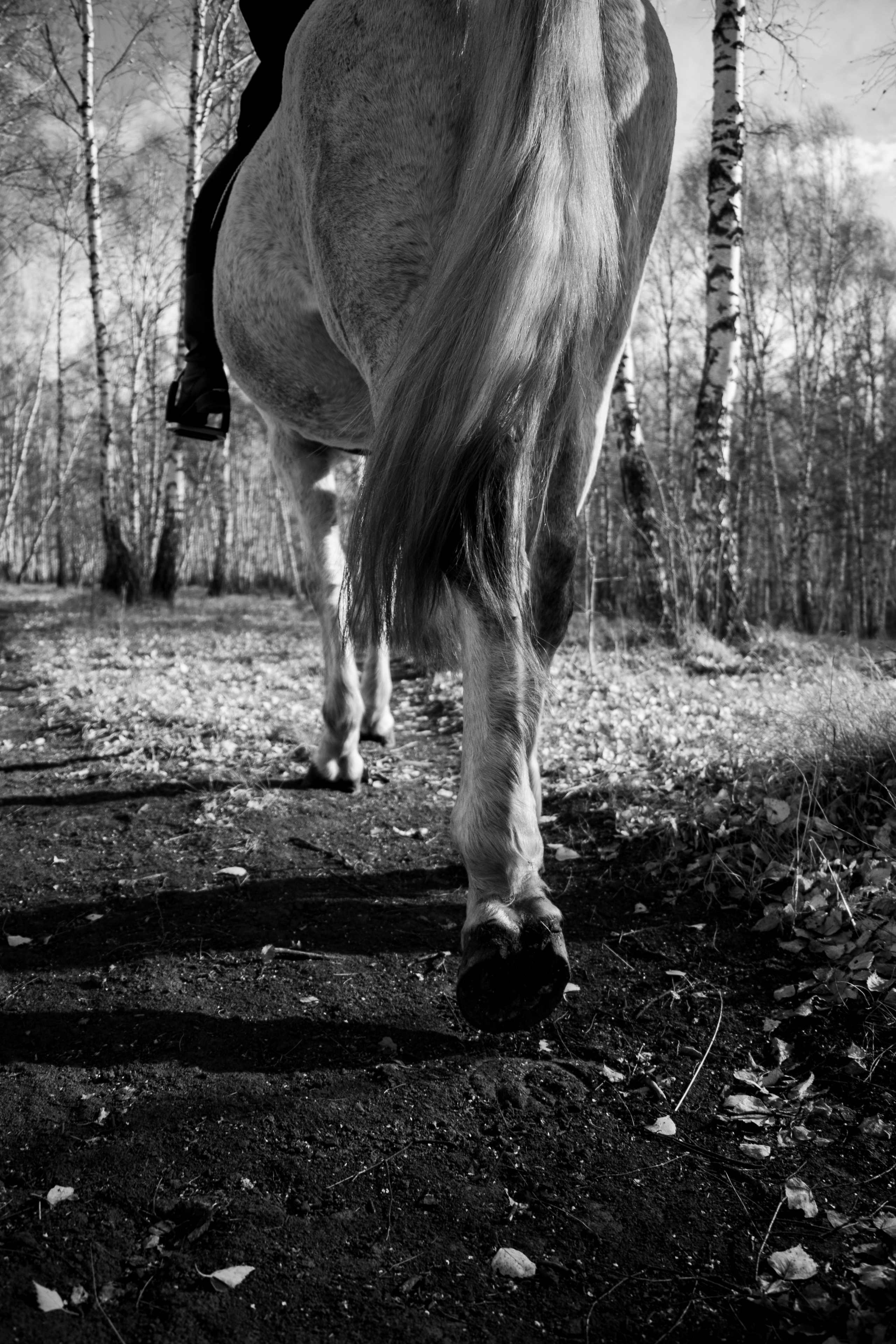 Олеся Гарченко и Пепел. Фотосессии с лошадьми в Москве, Новосибирске