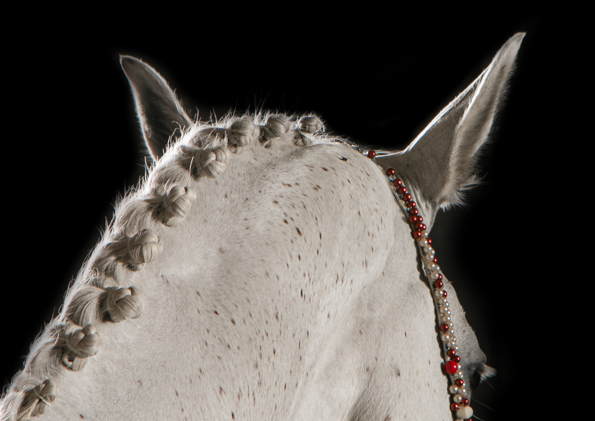 Кобыла Памэла, тракененская, КСОЦ «Свобода». Фотосессии с лошадьми в Москве, Новосибирске