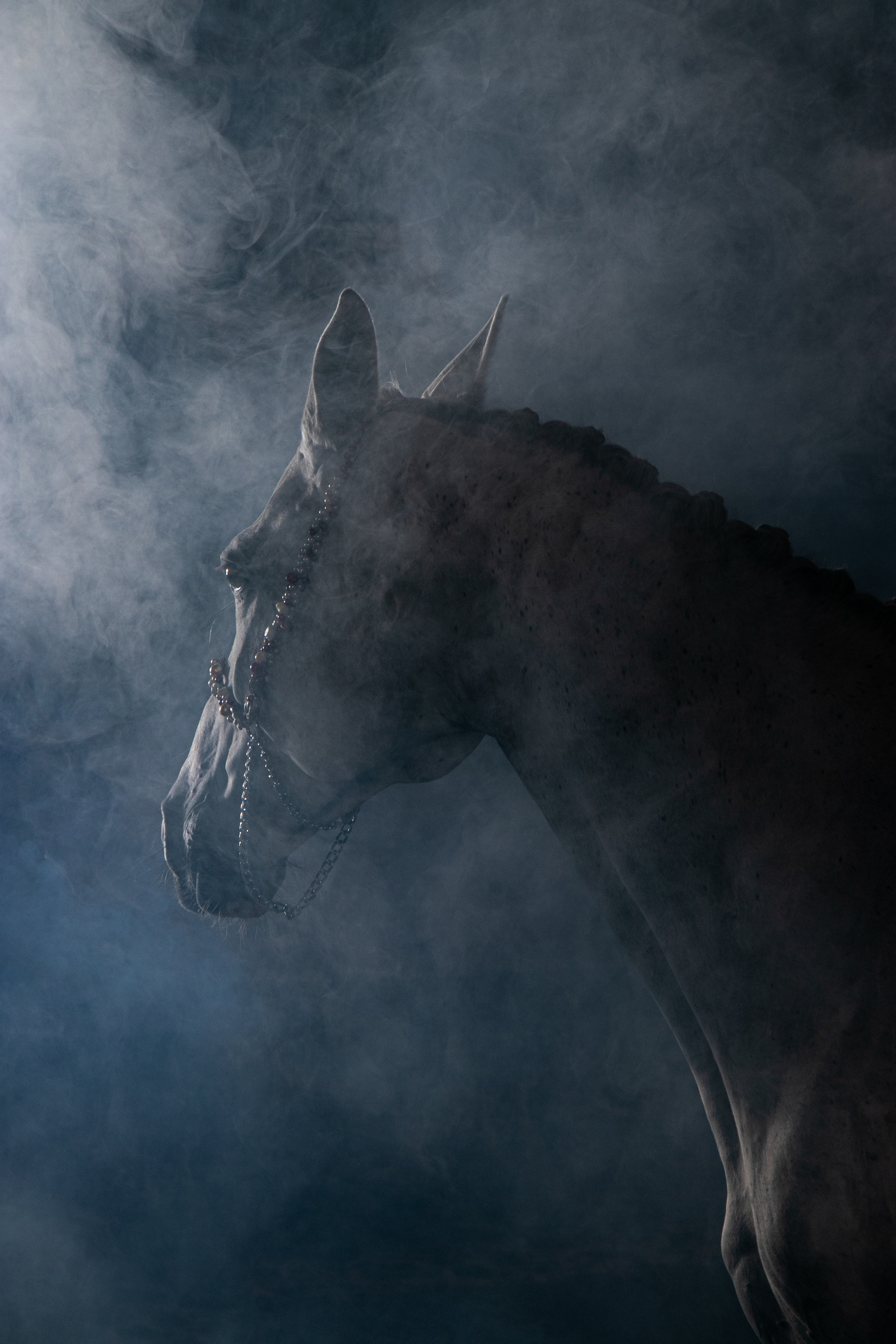 Кобыла Памэла, тракененская, КСОЦ «Свобода». Фотосессии с лошадьми в Москве, Новосибирске