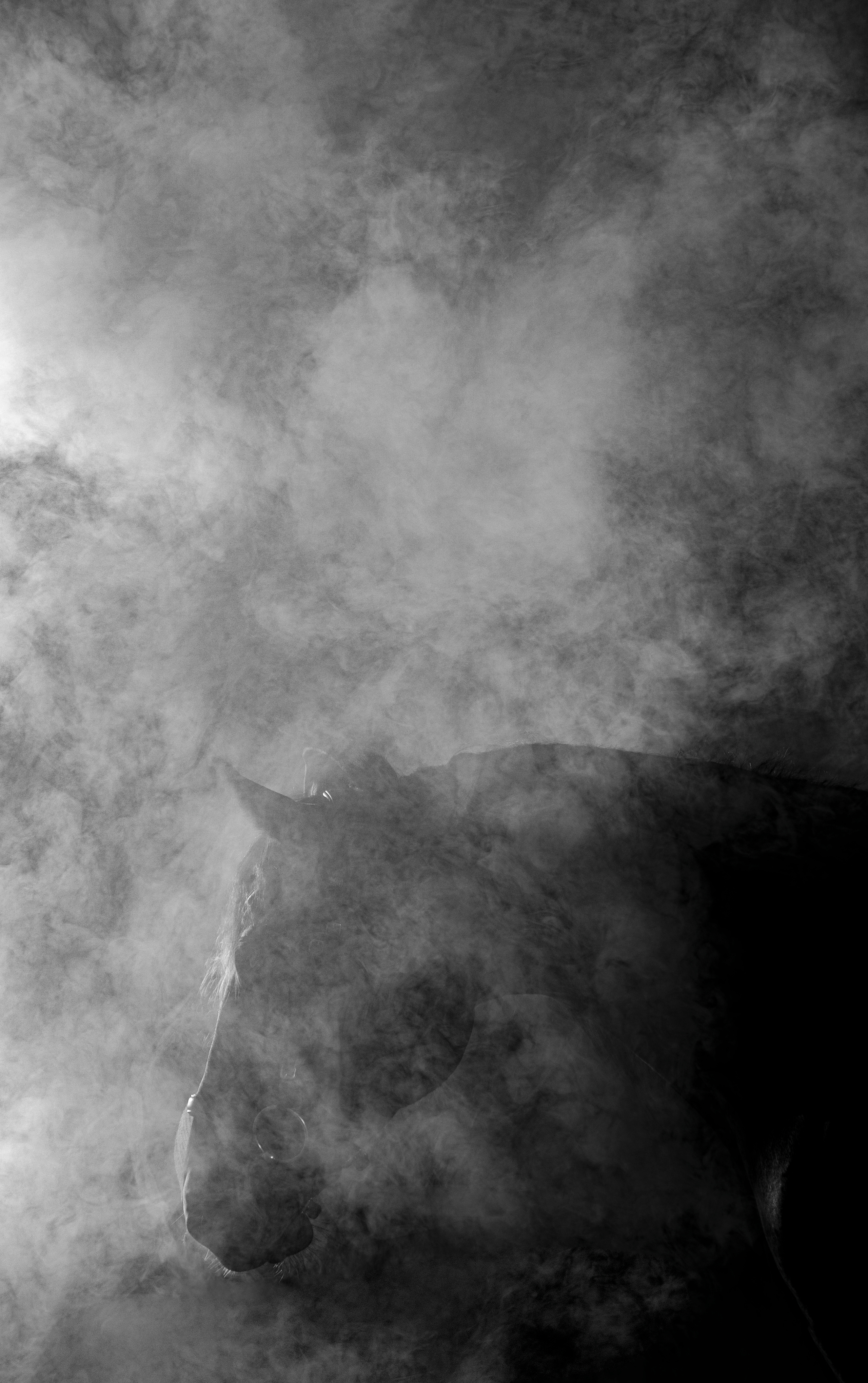 Кобыла Николь, русская рысистая, КСОЦ «Свобода». Фотосессии с лошадьми в Москве, Новосибирске