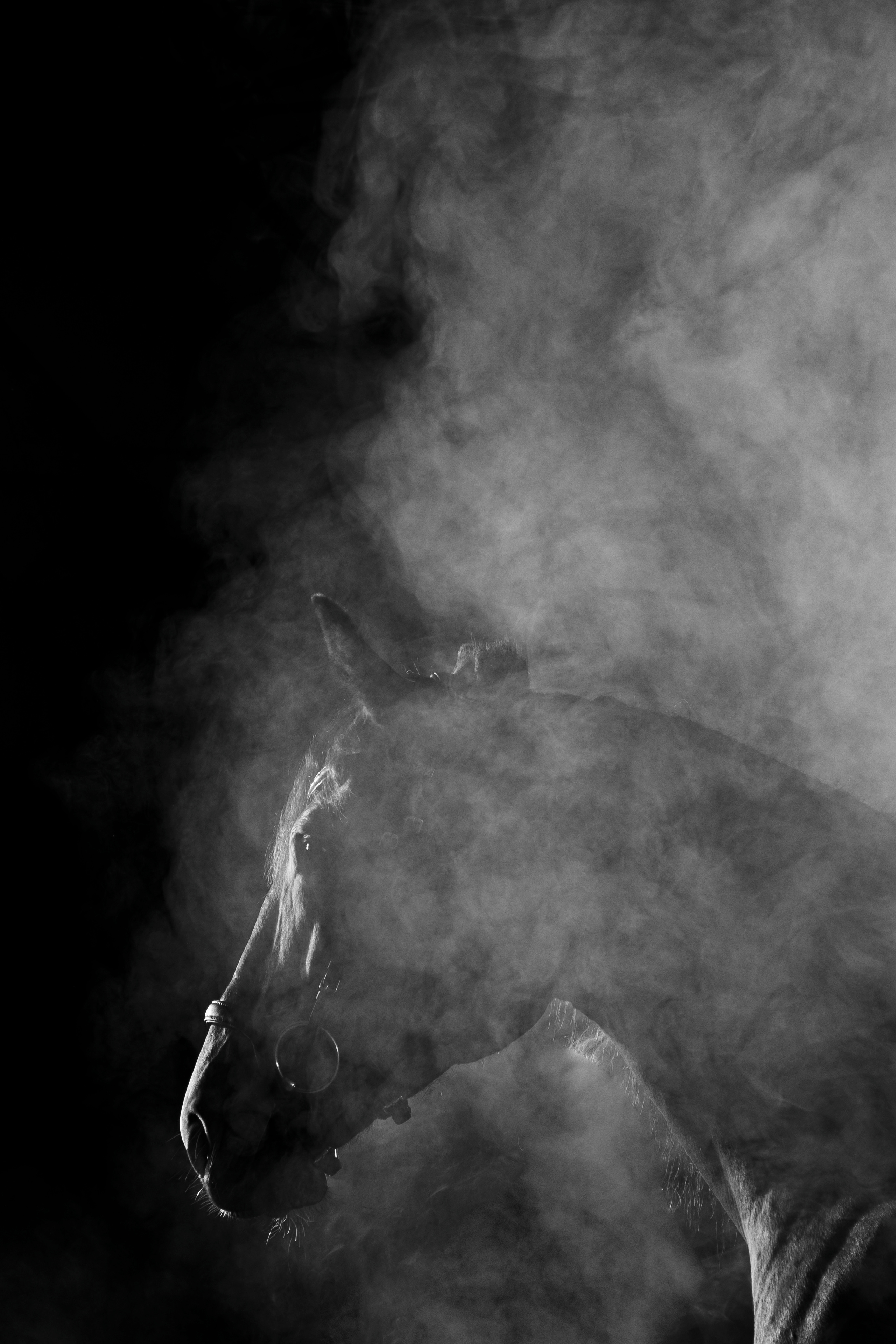 Кобыла Николь, русская рысистая, КСОЦ «Свобода». Фотосессии с лошадьми в Москве, Новосибирске