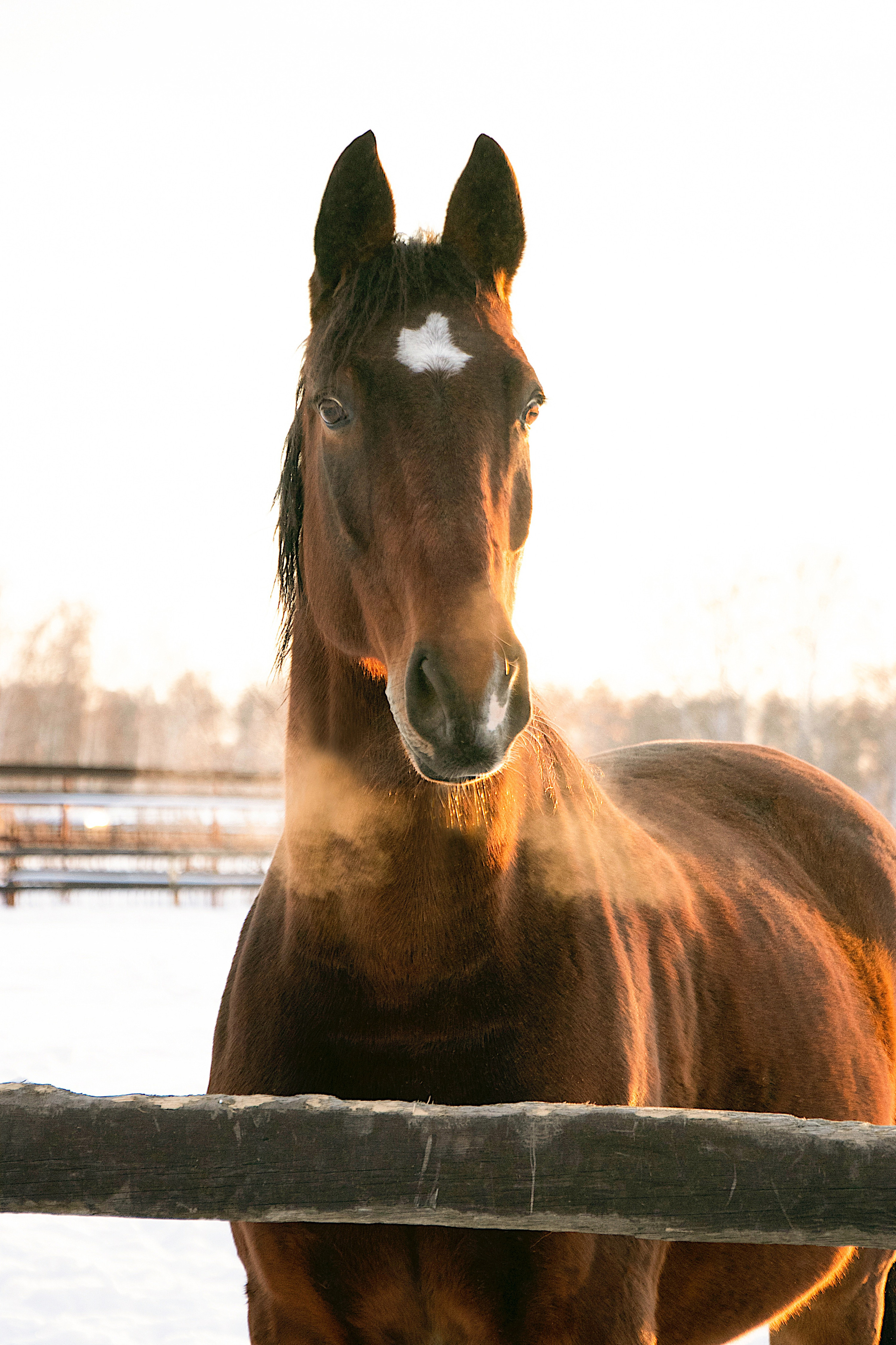 Мерин Кларнет, латвийская, КСОЦ «Свобода». Фотосессии с лошадьми в Москве, Новосибирске