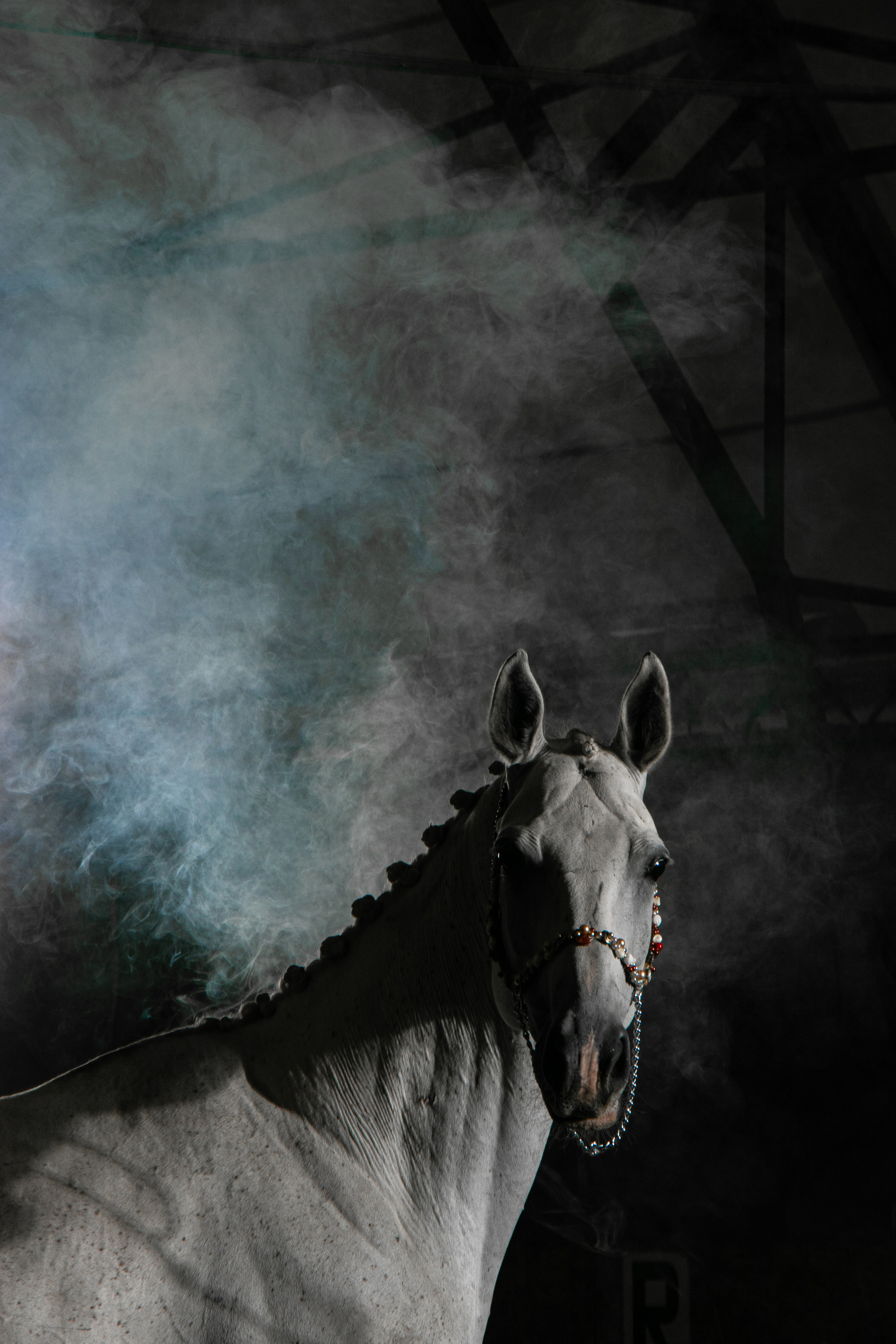 Кобыла Памэла, тракененская, КСОЦ «Свобода». Фотосессии с лошадьми в Москве, Новосибирске