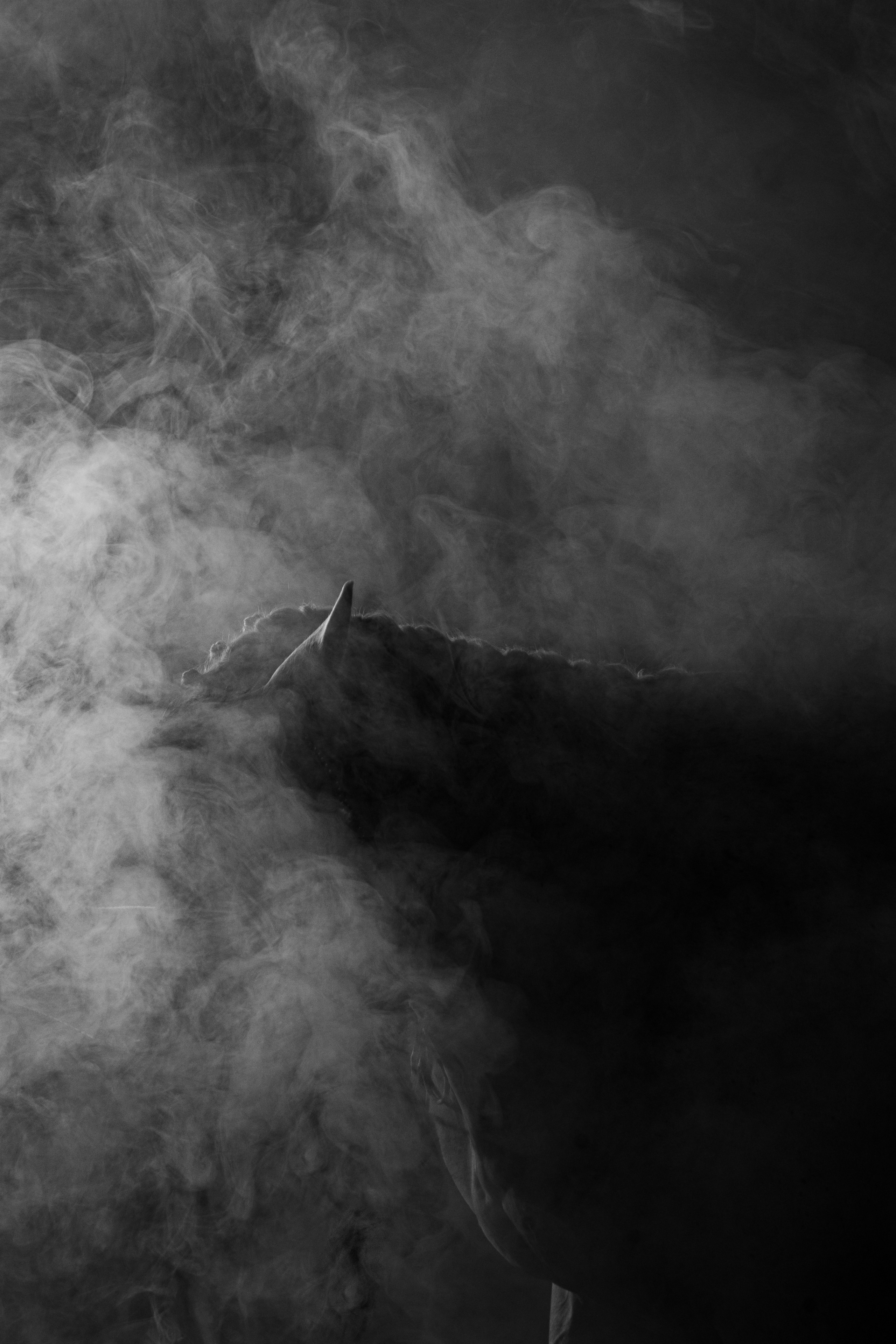 Кобыла Памэла, тракененская, КСОЦ «Свобода». Фотосессии с лошадьми в Москве, Новосибирске