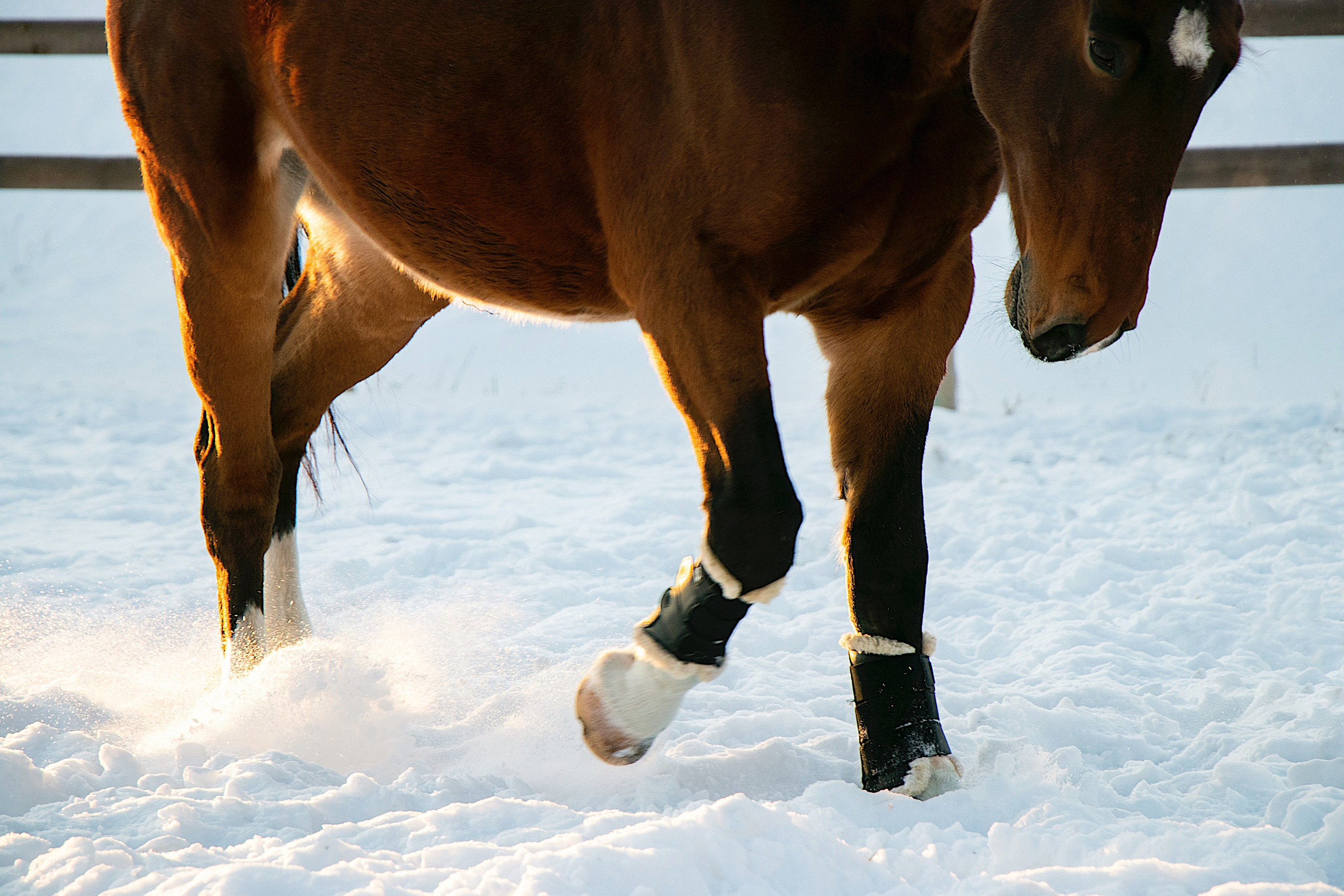 Мерин Кларнет, латвийская, КСОЦ «Свобода». Фотосессии с лошадьми в Москве, Новосибирске