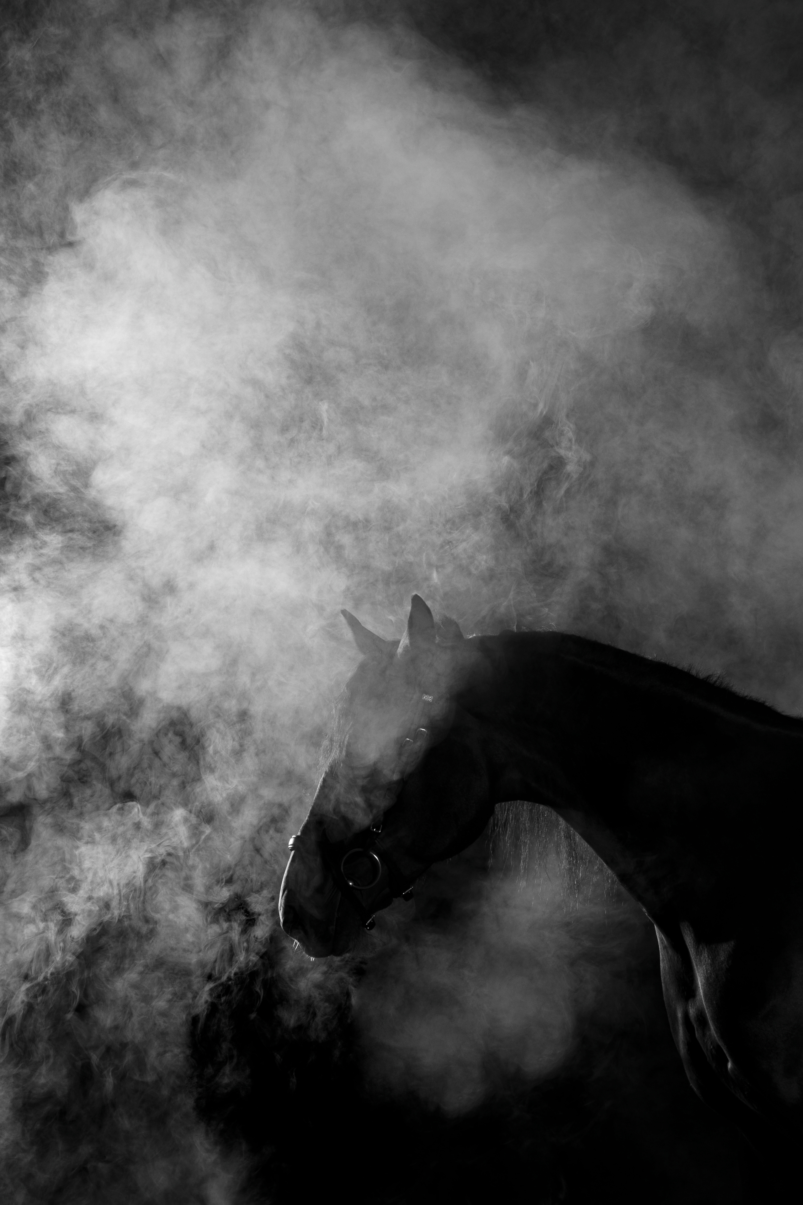 Кобыла Николь, русская рысистая, КСОЦ «Свобода». Фотосессии с лошадьми в Москве, Новосибирске