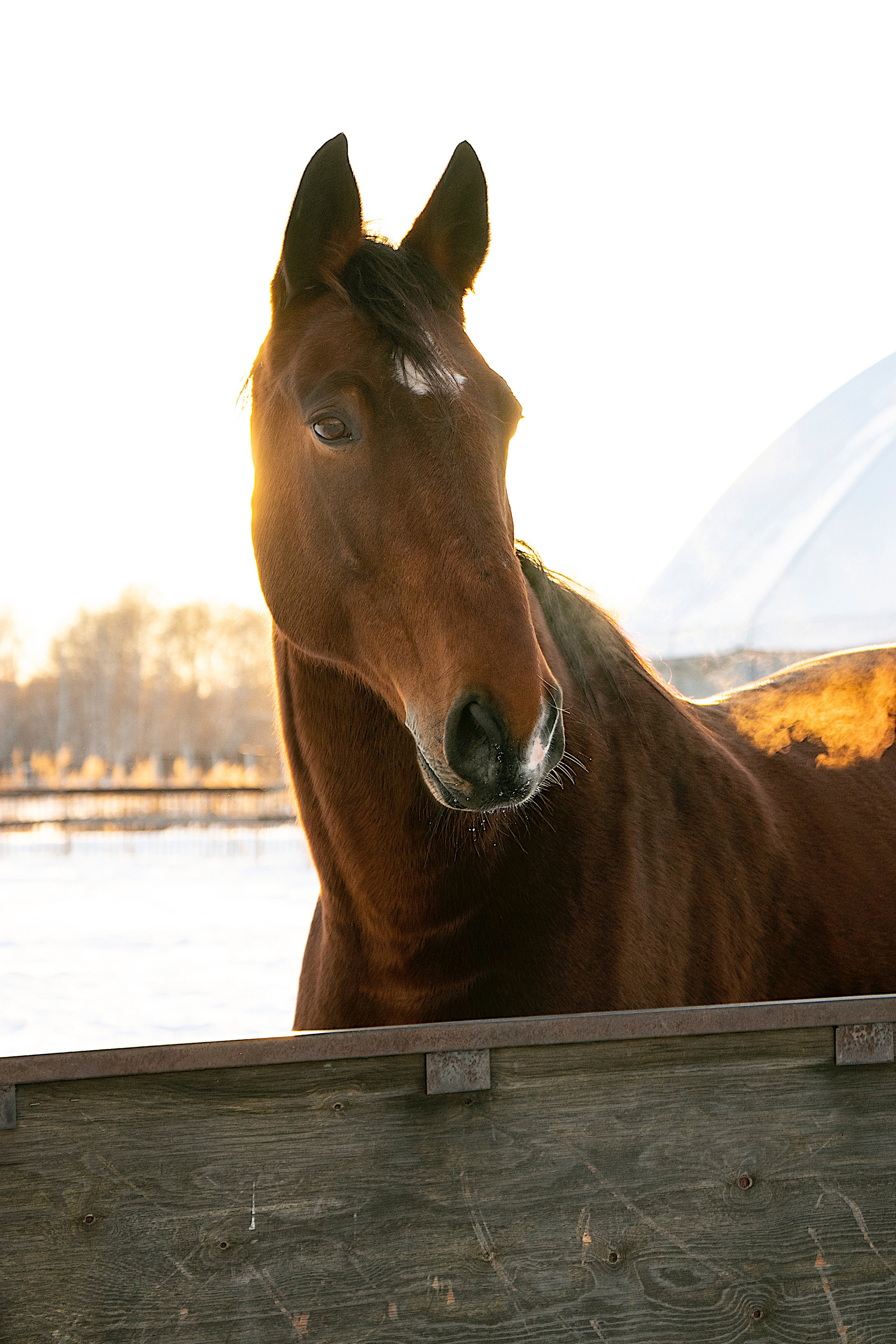Мерин Кларнет, латвийская, КСОЦ «Свобода». Фотосессии с лошадьми в Москве, Новосибирске