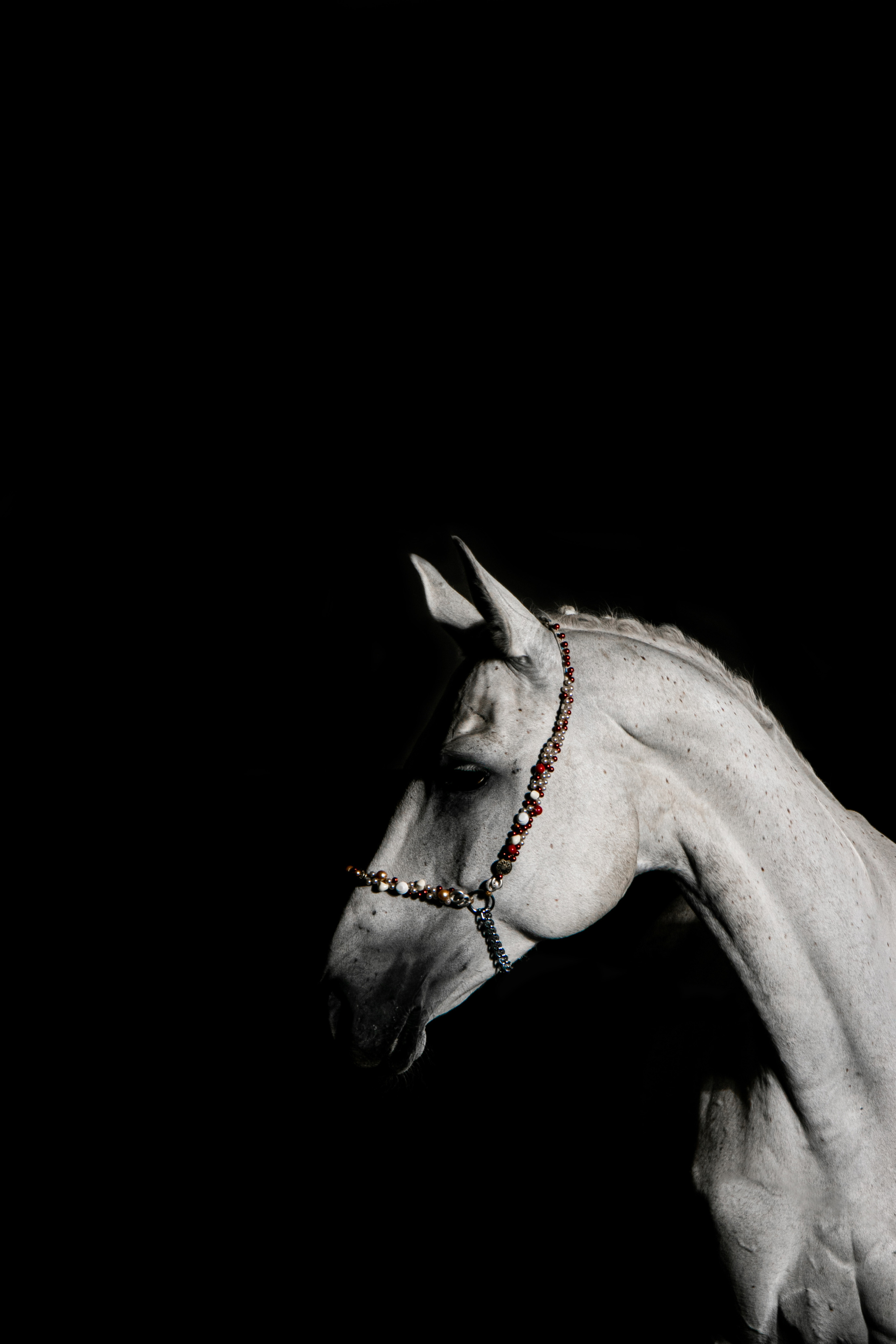 Кобыла Памэла, тракененская, КСОЦ «Свобода». Фотосессии с лошадьми в Москве, Новосибирске
