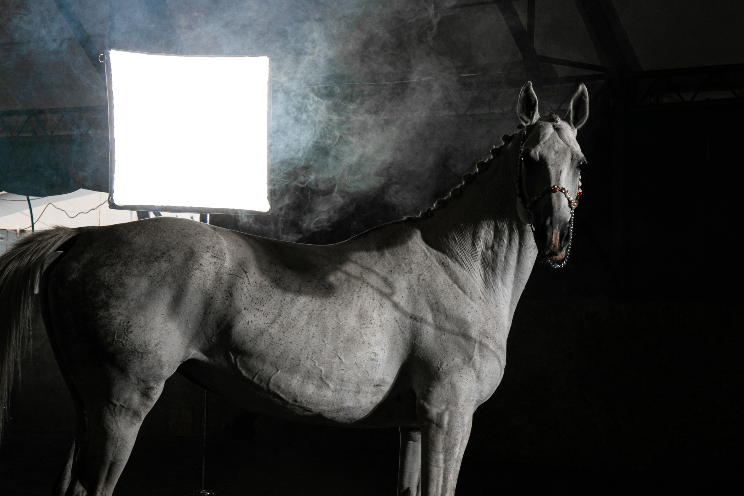 Кобыла Памэла, тракененская, КСОЦ «Свобода». Фотосессии с лошадьми в Москве, Новосибирске