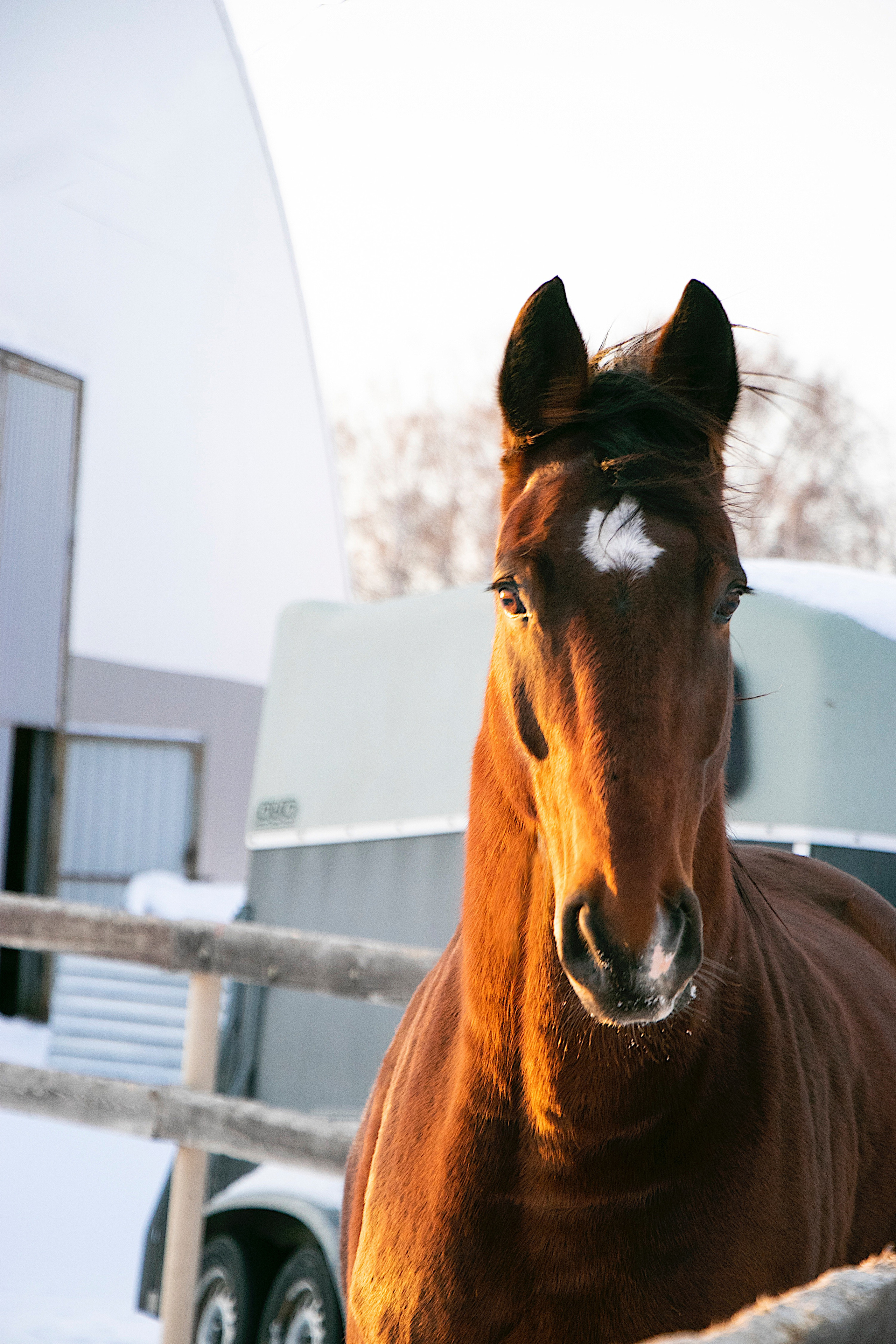 Мерин Кларнет, латвийская, КСОЦ «Свобода». Фотосессии с лошадьми в Москве, Новосибирске