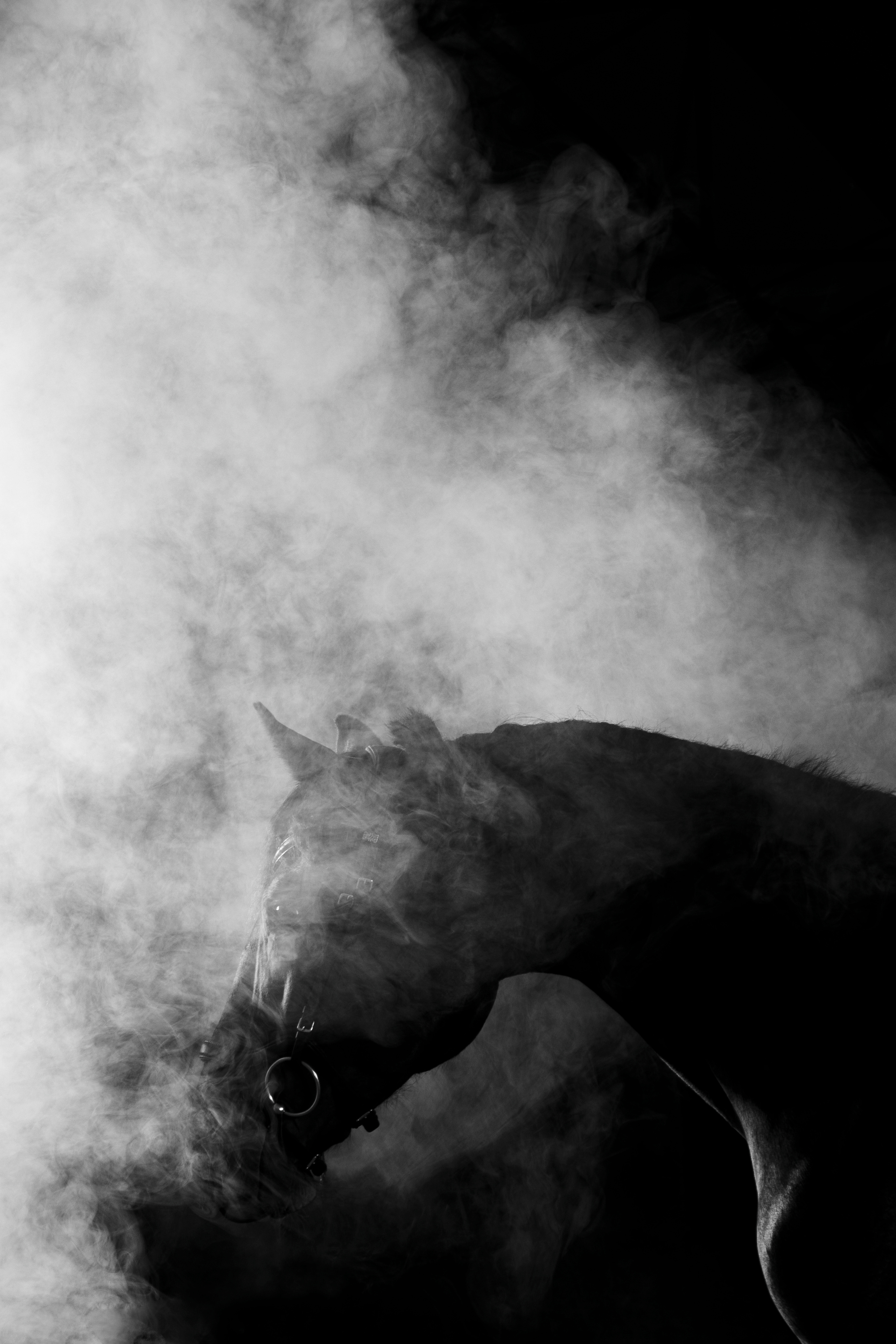 Кобыла Николь, русская рысистая, КСОЦ «Свобода». Фотосессии с лошадьми в Москве, Новосибирске