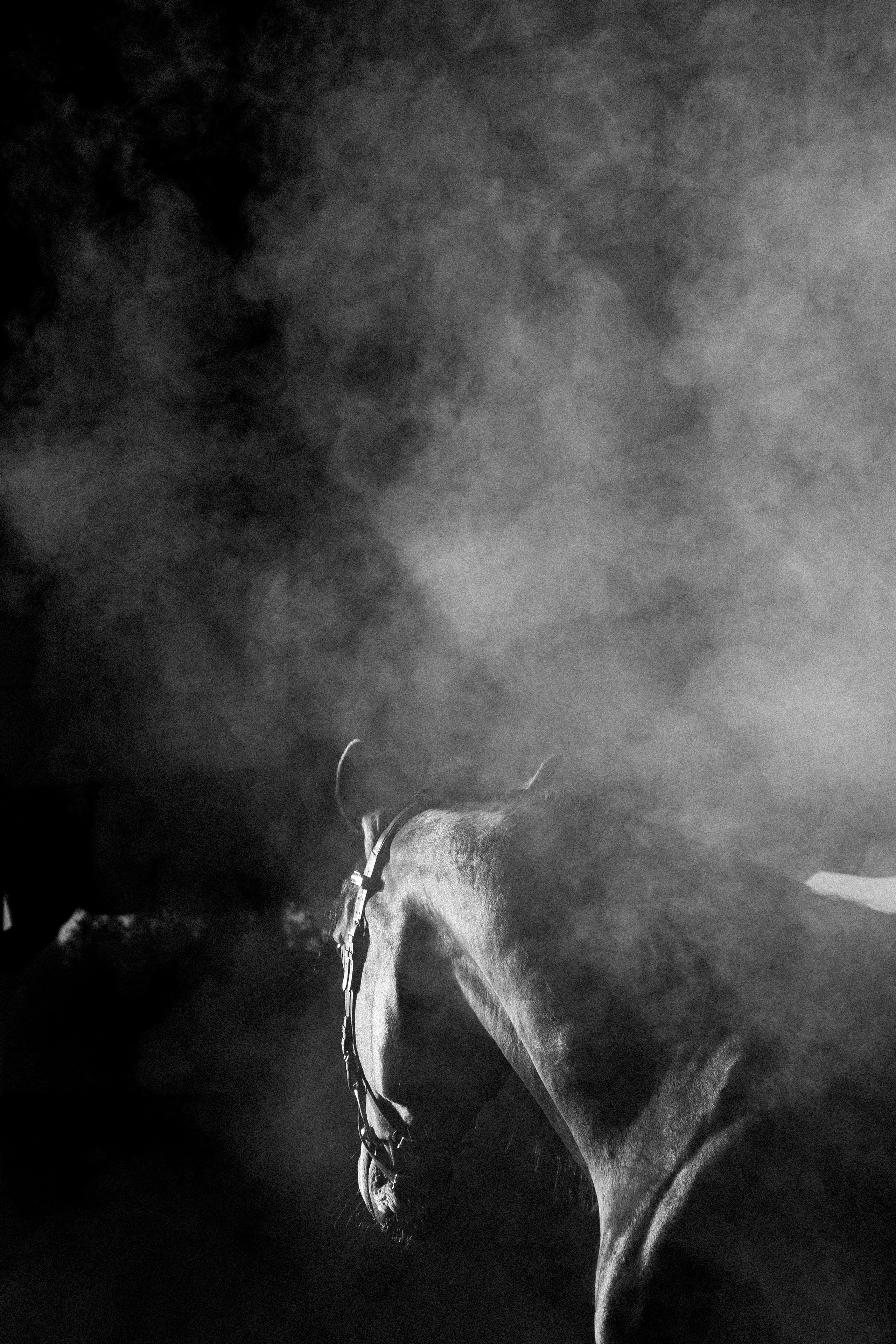 Кобыла Николь, русская рысистая, КСОЦ «Свобода». Фотосессии с лошадьми в Москве, Новосибирске