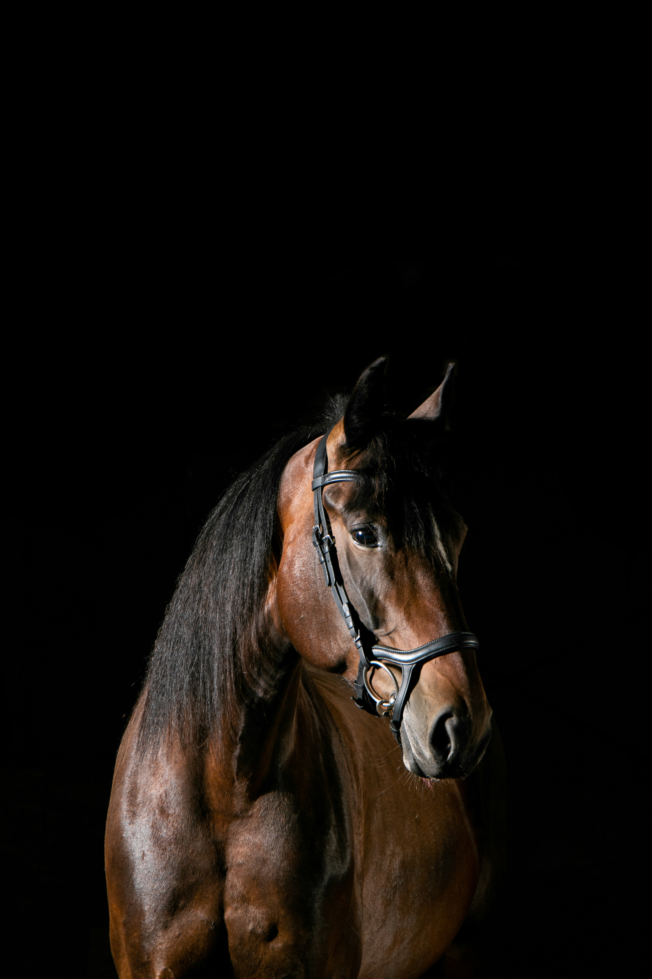 Кобыла Николь, русская рысистая, КСОЦ «Свобода». Фотосессии с лошадьми в Москве, Новосибирске